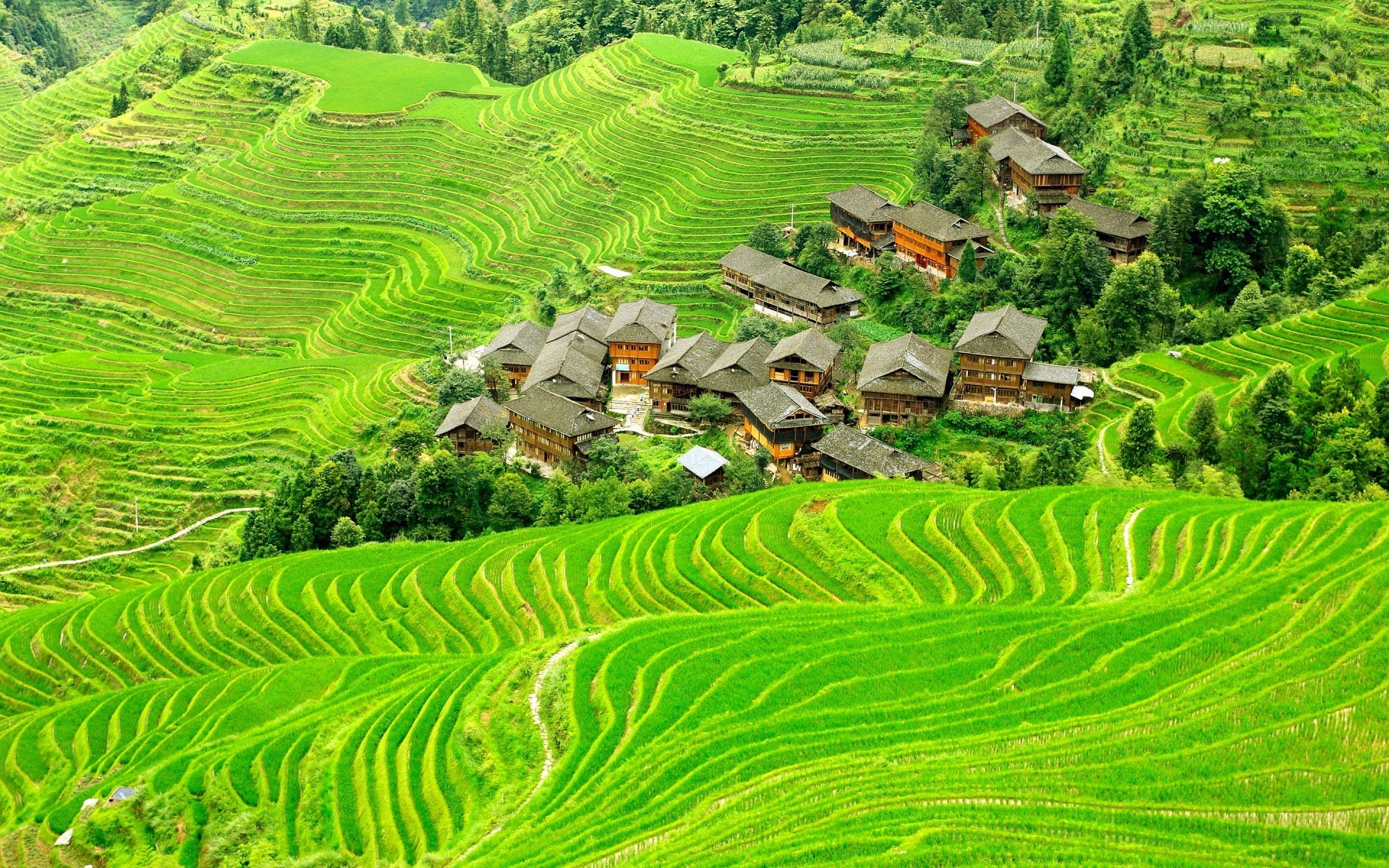 green color, terraced field, landscape, rural scene, field, China, building, no people, scenics - nature, land, architecture, house, outdoors, rice - cereal plant, HD Wallpaper