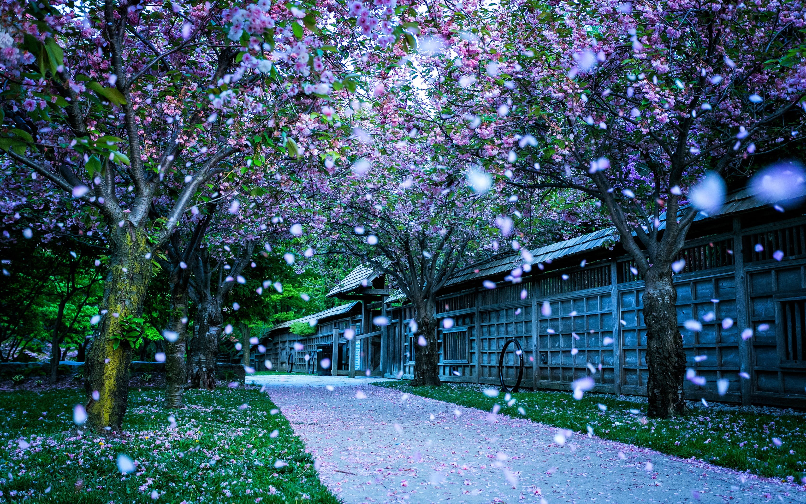 flowers, summer, beauty In Nature, snow, footpath, sky, road, branch, path, grass, pink Color, green Color, no People, built Structure, cherry blossom, HD Wallpaper