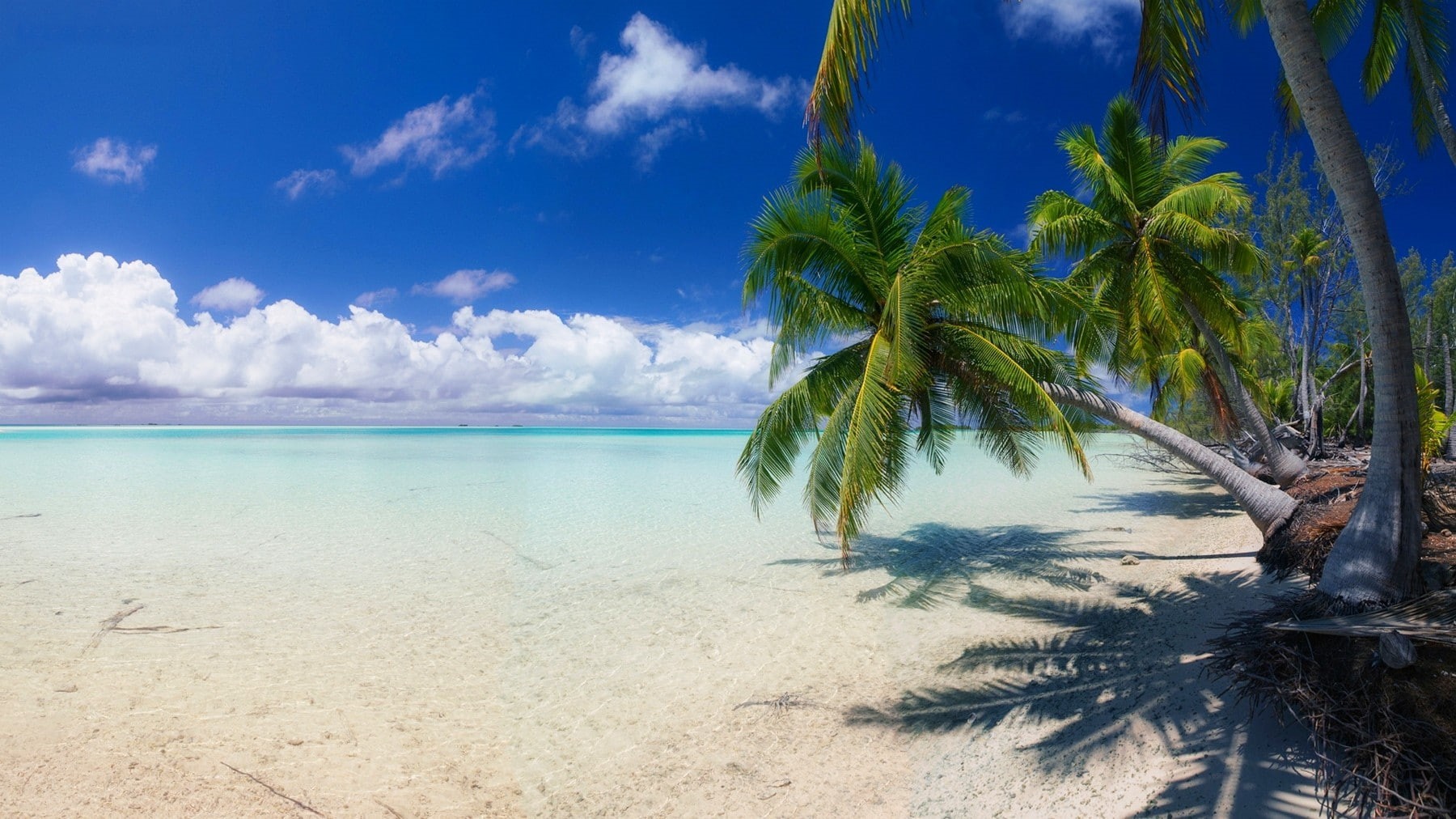 land, no people, island, palm trees, cloud - sky, palm tree, tahiti, white, tropical tree, tranquil scene, tropical climate, turquoise colored, lagoon, HD Wallpaper