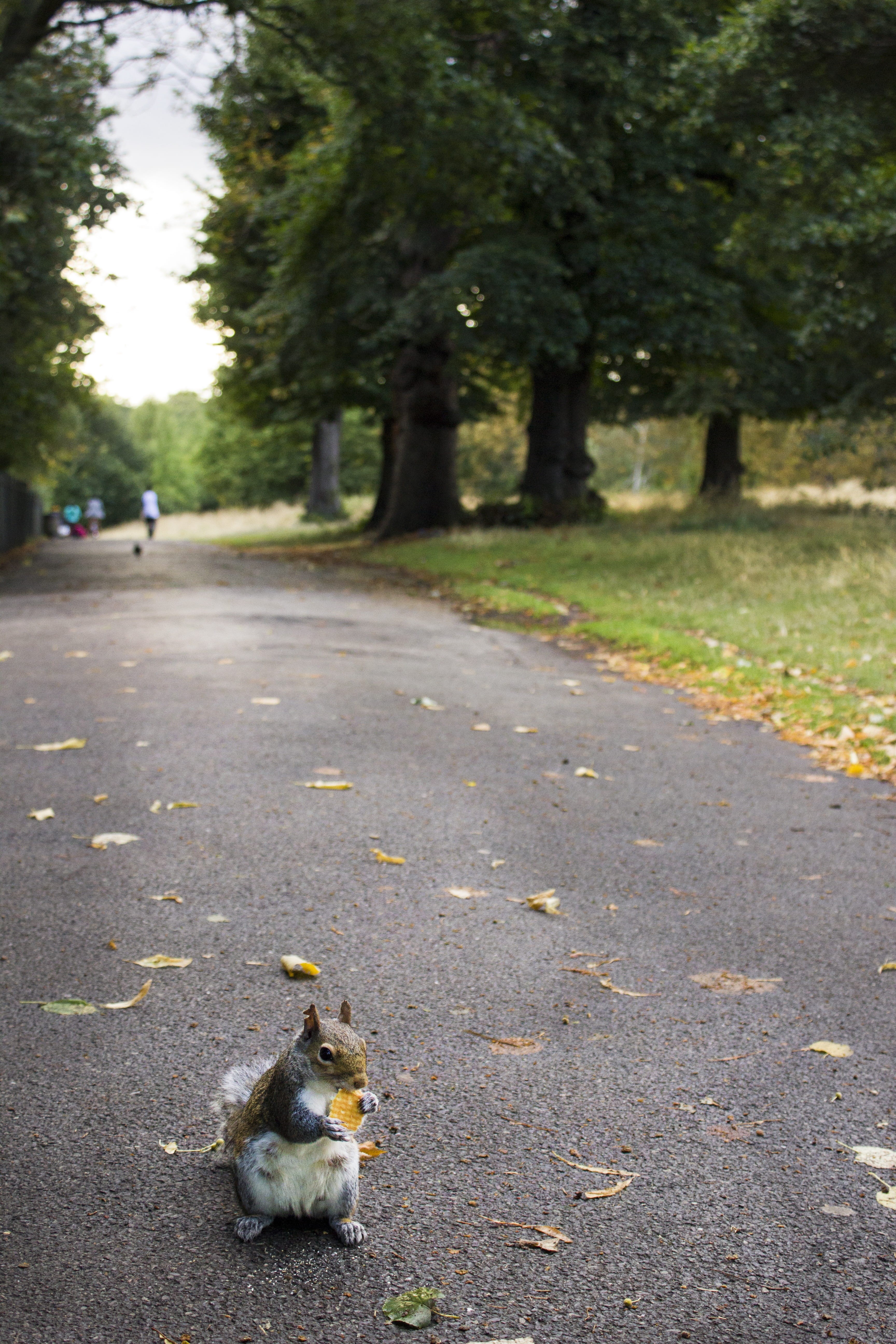 road, Gardens, animal, no people, domestic, rodent, animal themes, day, street, 5K, plant, domestic animals, mammal, outdoors, pets, squirrel, transportation, Phone HD Wallpaper