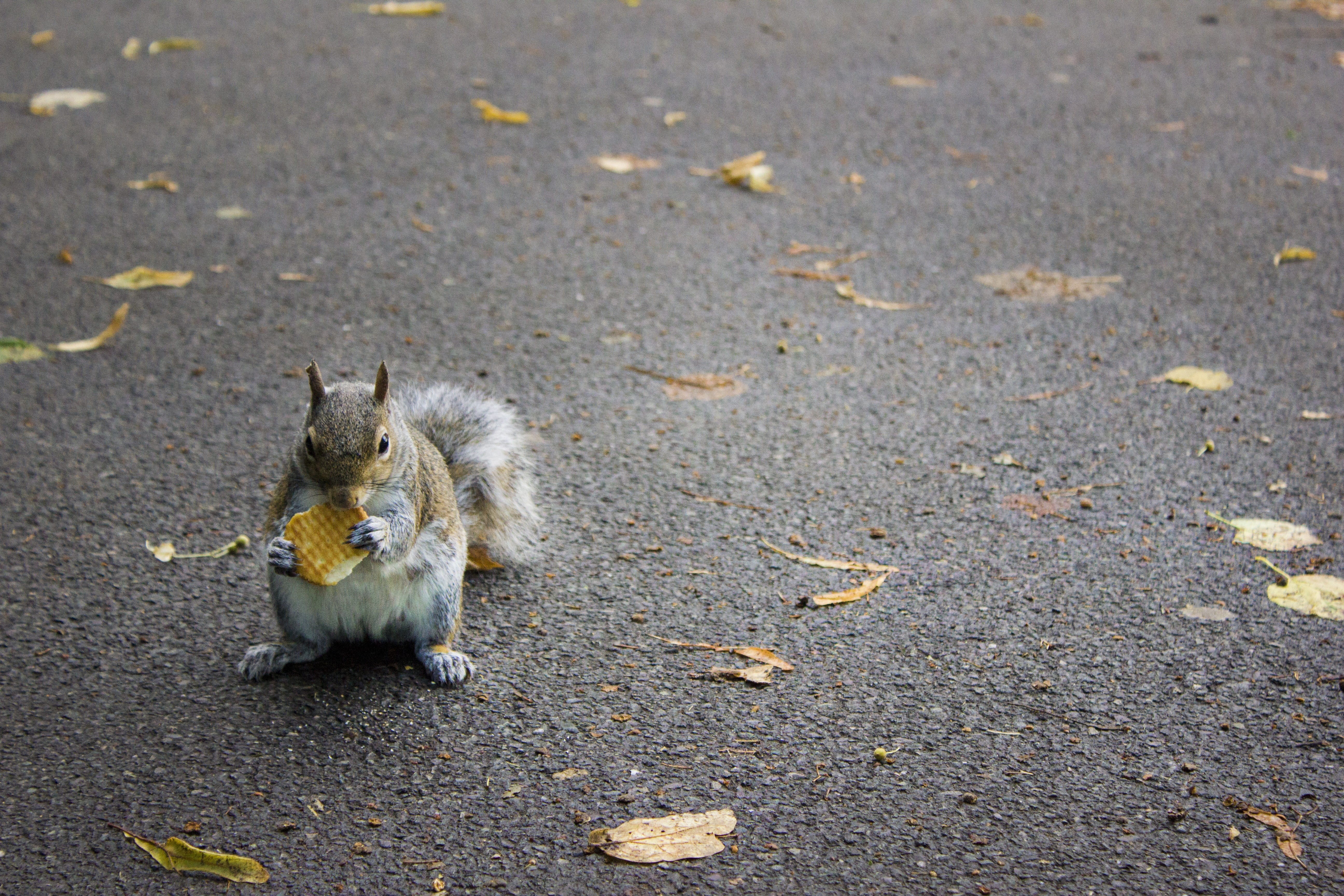 Gita, vertebrate, rodent, mammal, London, city, food and drink, animal, no people, eating, park, England, food, day, outdoors, squirrel, animal wildlife, HD Wallpaper