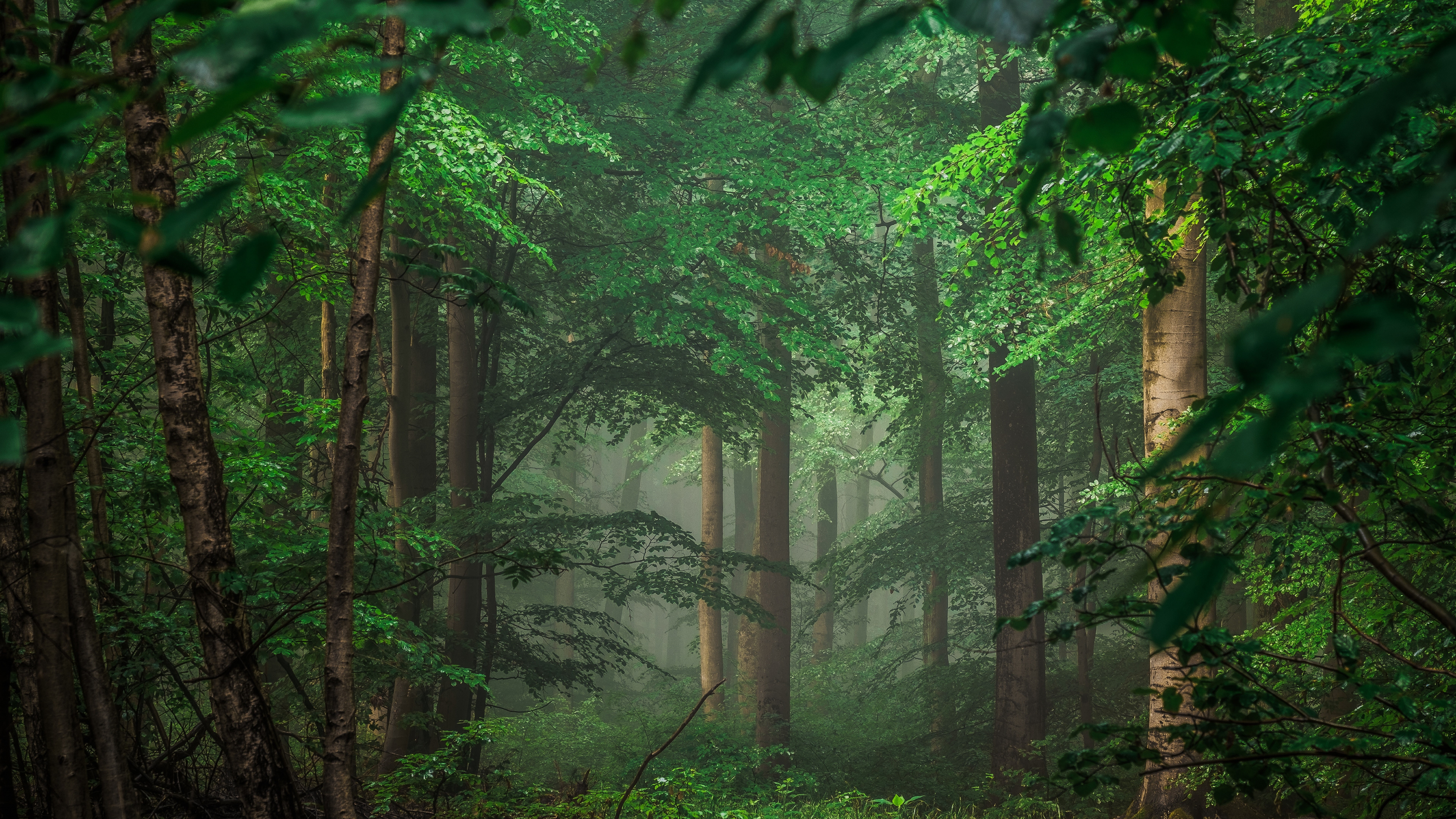 wallpaper-8k-0, illustration, 8K, forest, HD Wallpaper