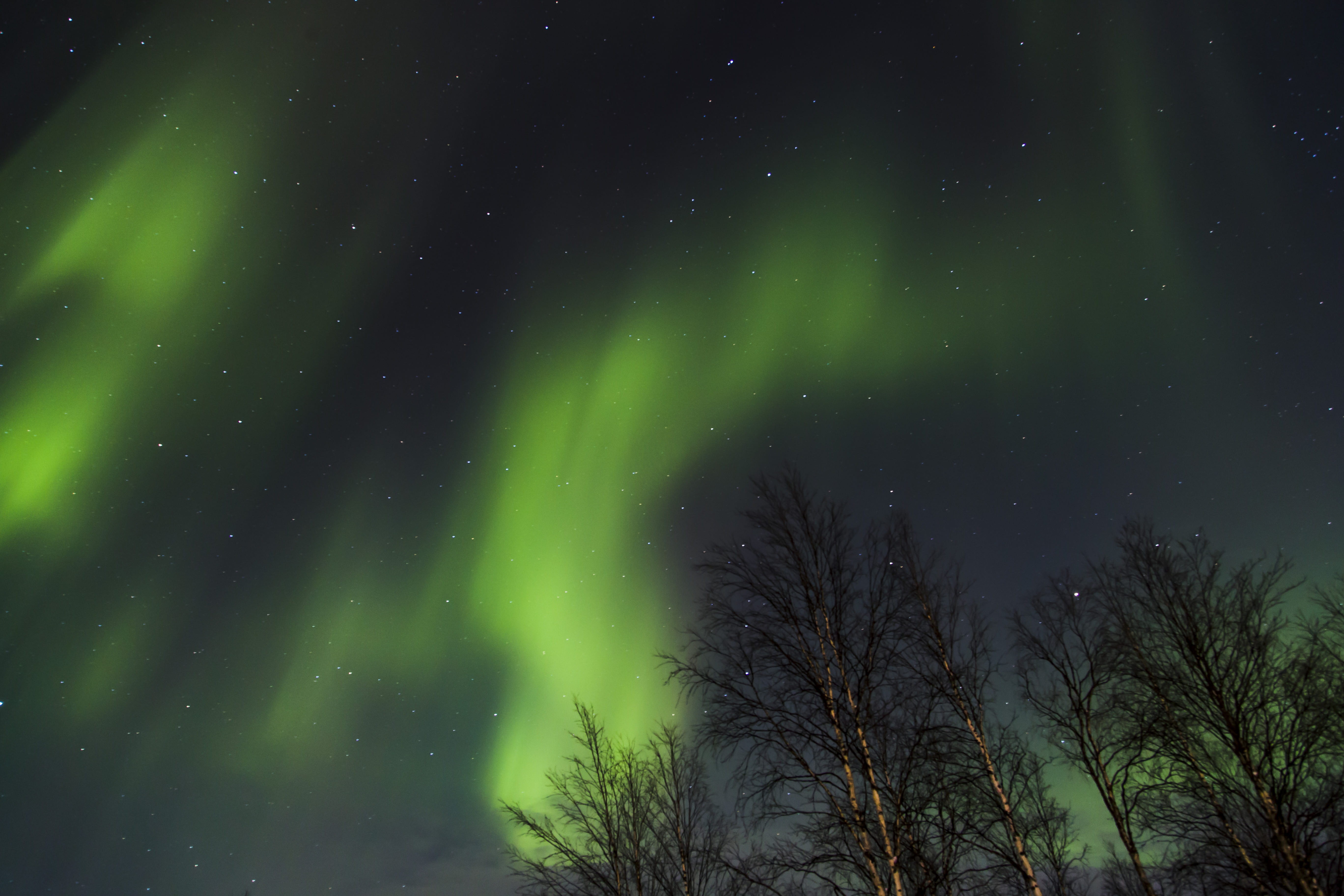 luminosity, plant, star - space, northern light, low angle view, 5K, idyllic, boreallis, tree, night, aurelia borealis, beauty in nature, tranquility, HD Wallpaper