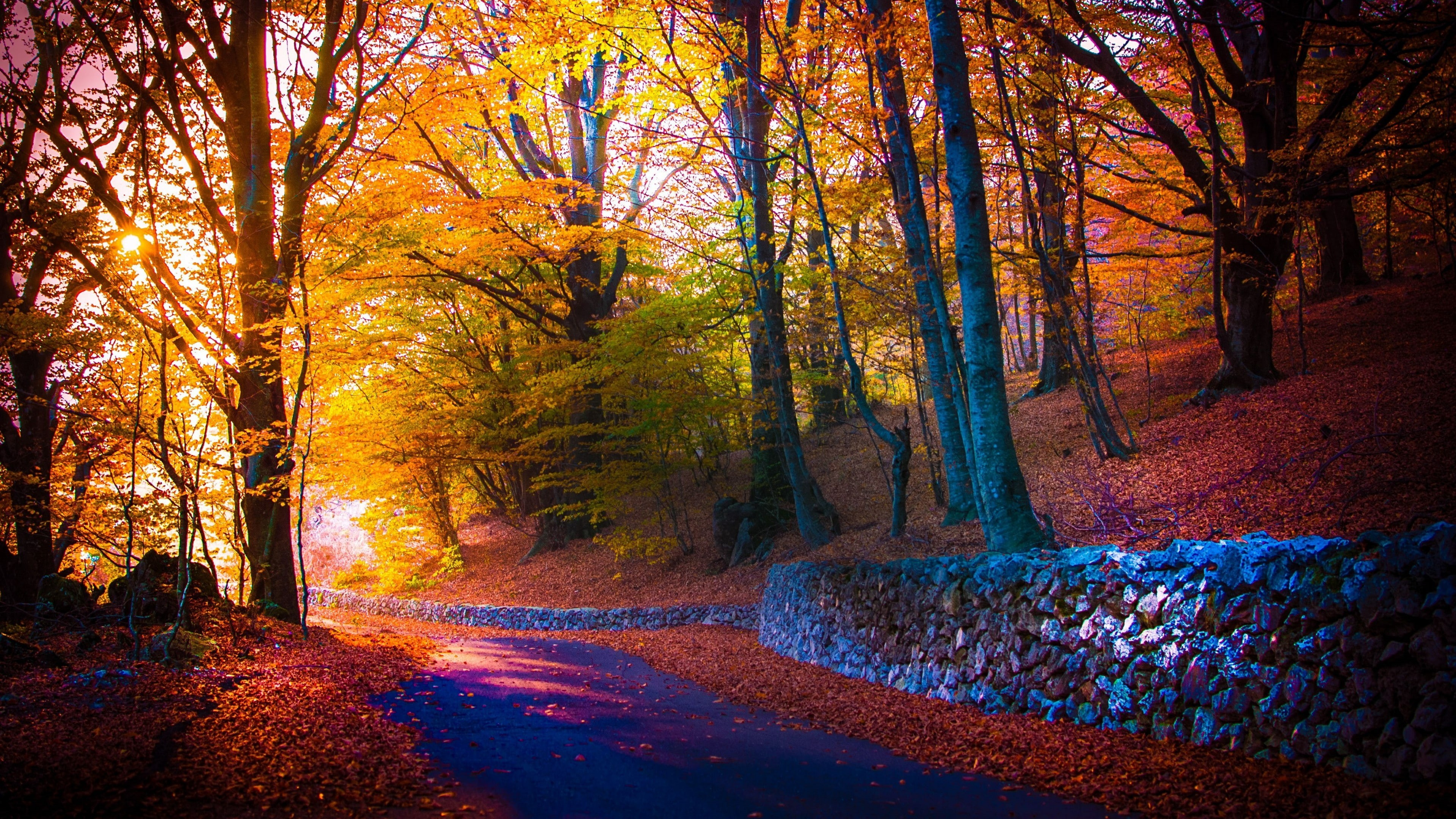 4K, autumn, woodland, light, tree, woody plant, leaf, forest, path, nature, sunlight, grove, HD Wallpaper