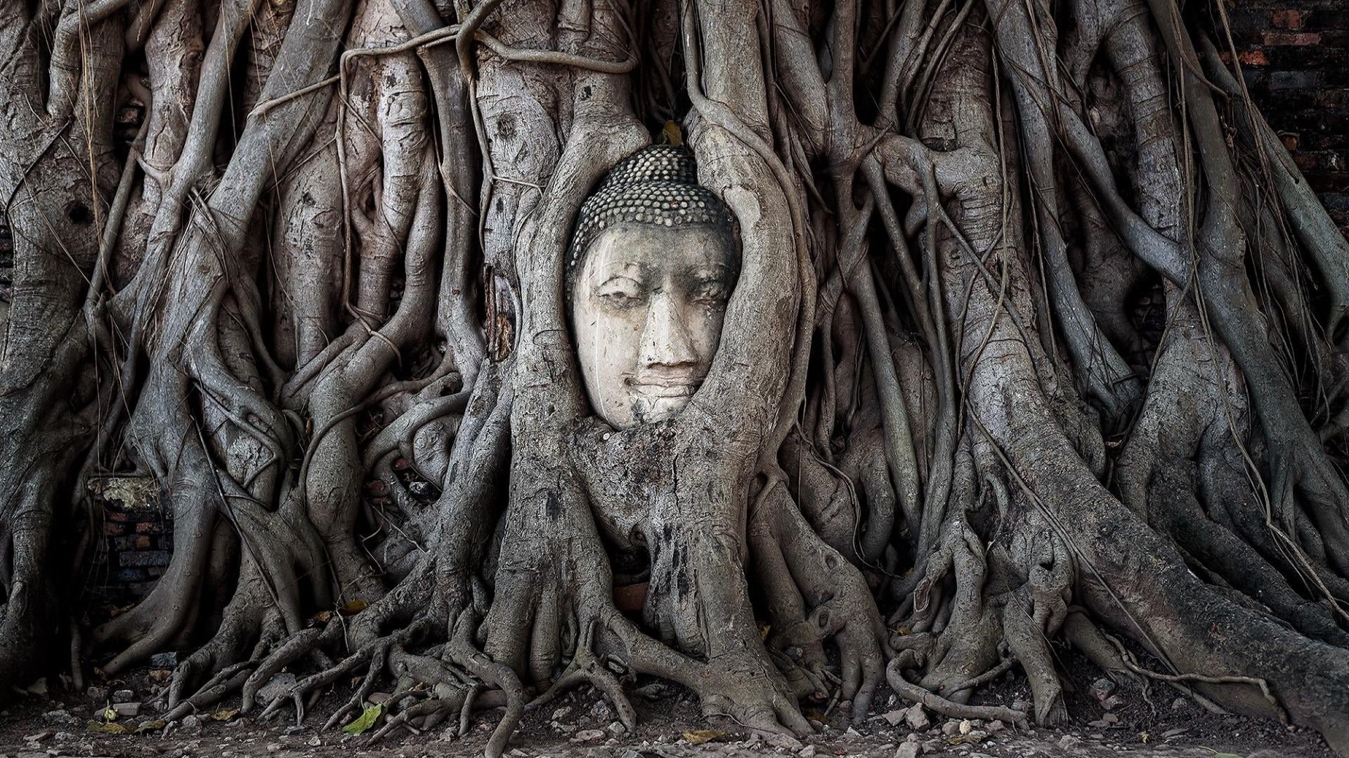 temple, branch, thailand, belief, male likeness, buddha, place of worship, architecture, human representation, building, outdoors, woodland, day, plant, HD Wallpaper