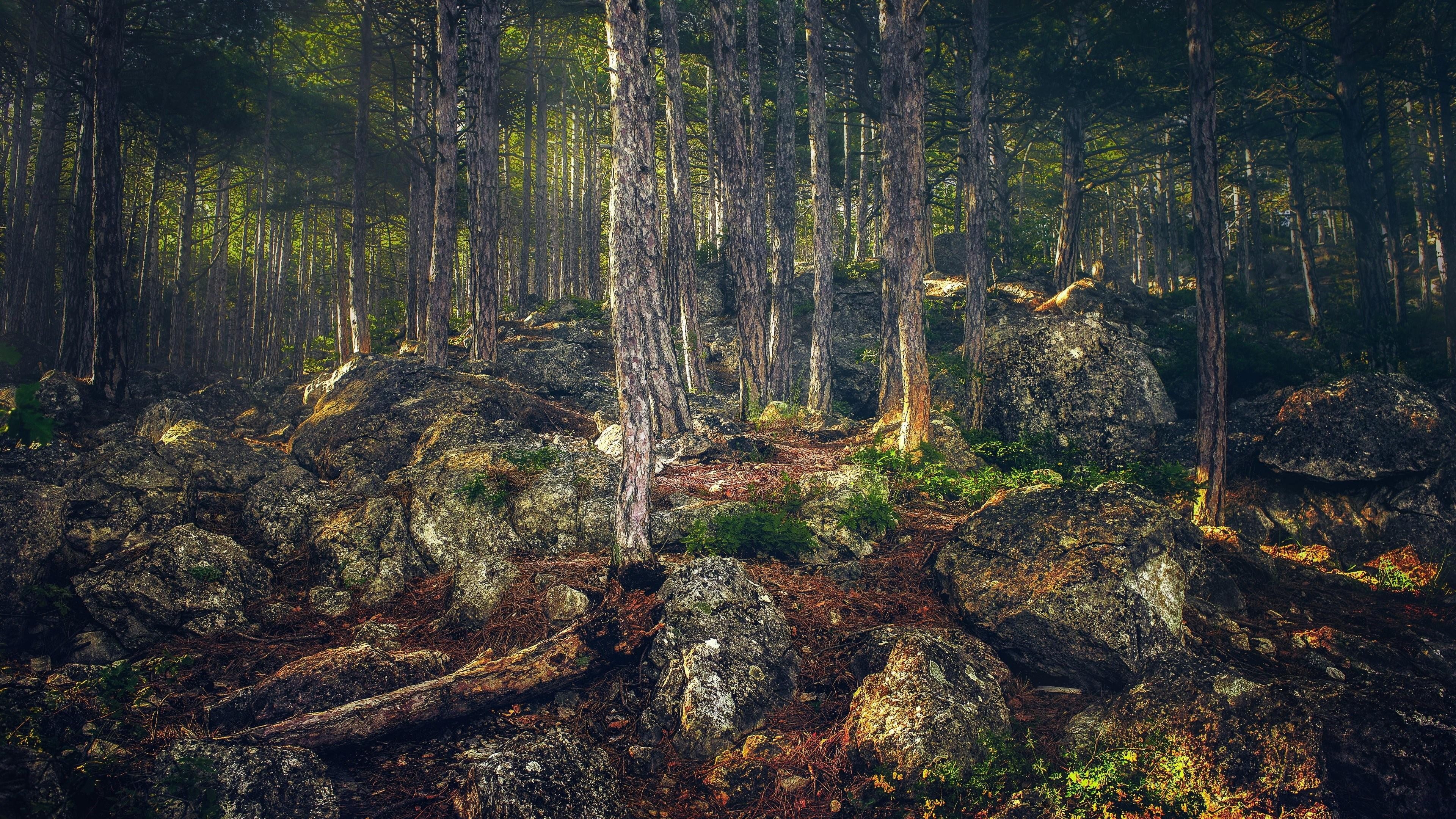 crimean peninsula, trunk, twilight, vegetation, trees, wilderness, crimea, woody plant, alupka, woodland, tree, 4K, nature, forest, stones, HD Wallpaper
