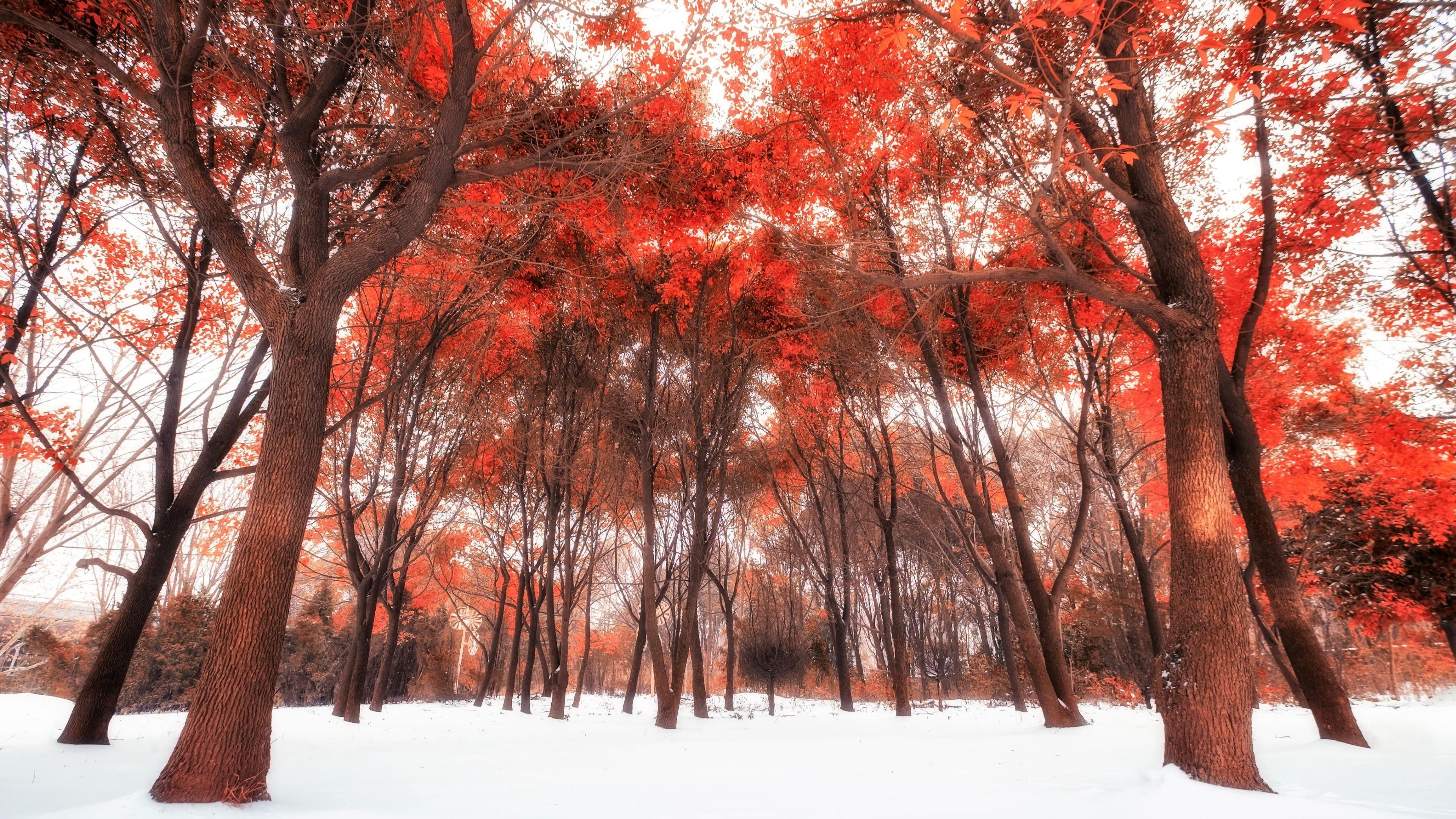 beauty in nature, nature, red leaves, tree trunk, outdoors, woody plant, change, 4K, winter, branch, plant, orange color, deciduous, tranquil scene, tranquility, HD Wallpaper