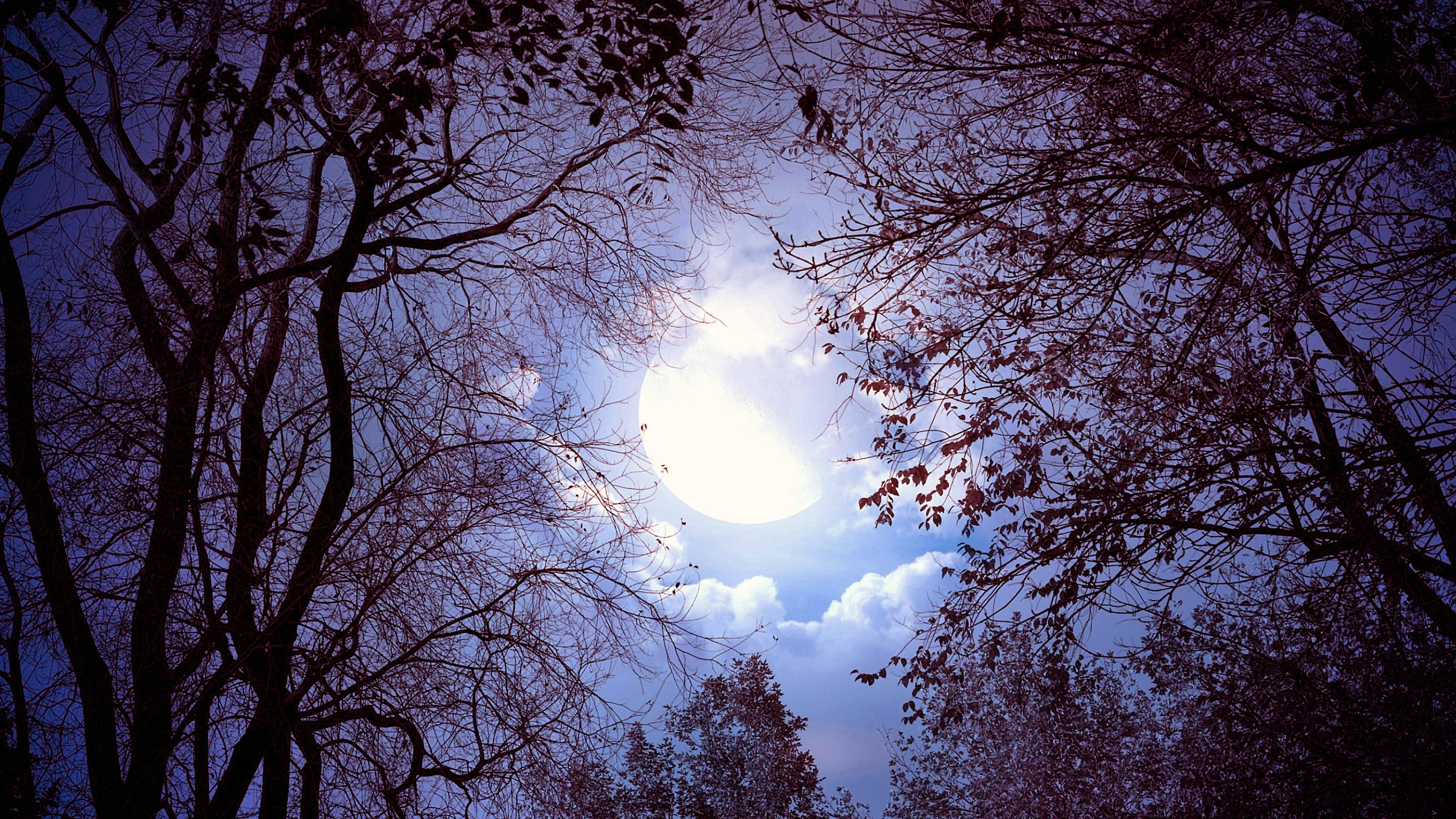 nature, moonlight, woody plant, atmosphere, tree, moon, branch, sky, light, clouds, 4K, full moon, HD Wallpaper
