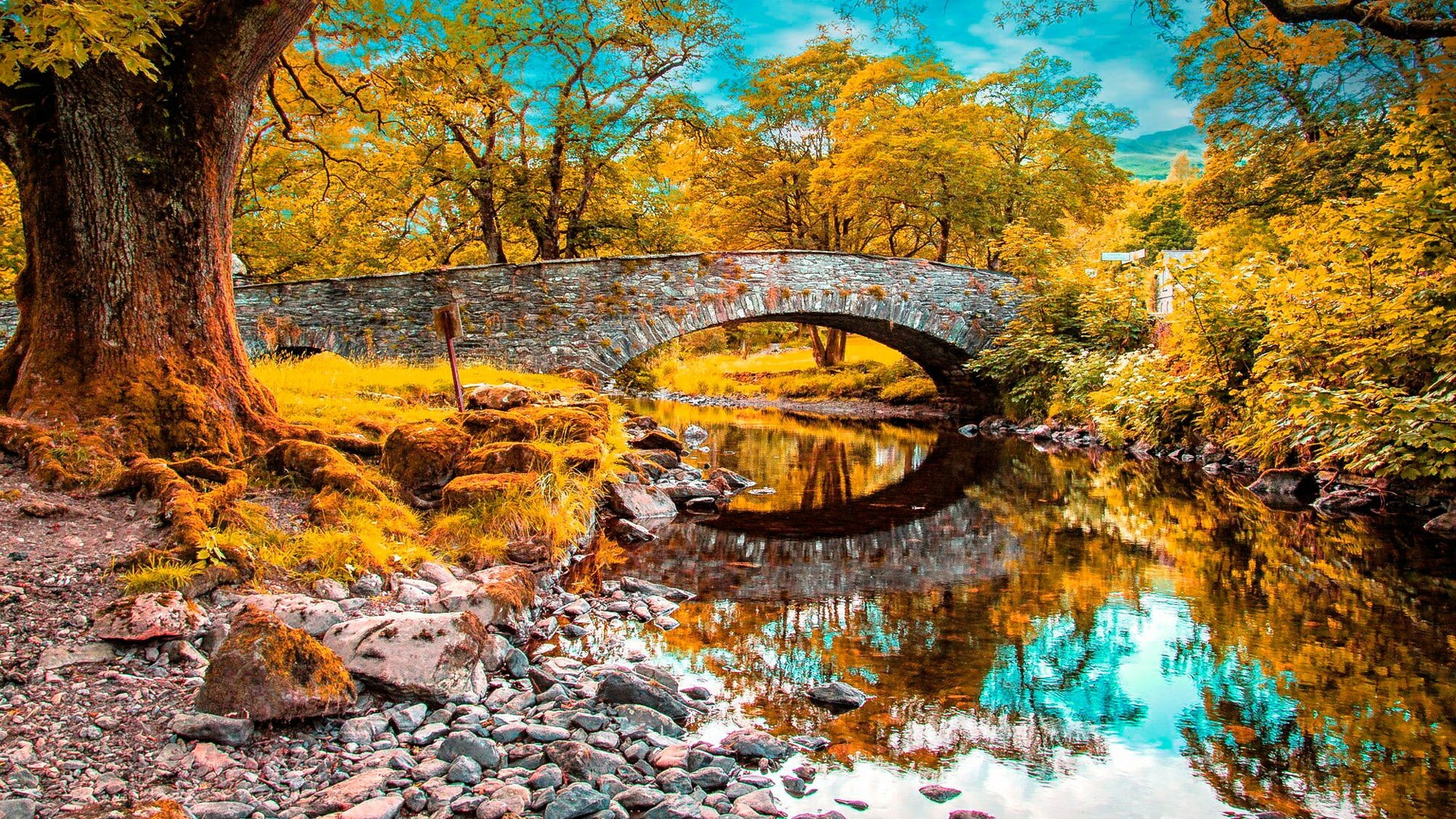 nature, water, autumn, yellow, woody plant, 1080P, deciduous, leaves, landscape, plant, reflection, stream, watercourse, tree, HD Wallpaper