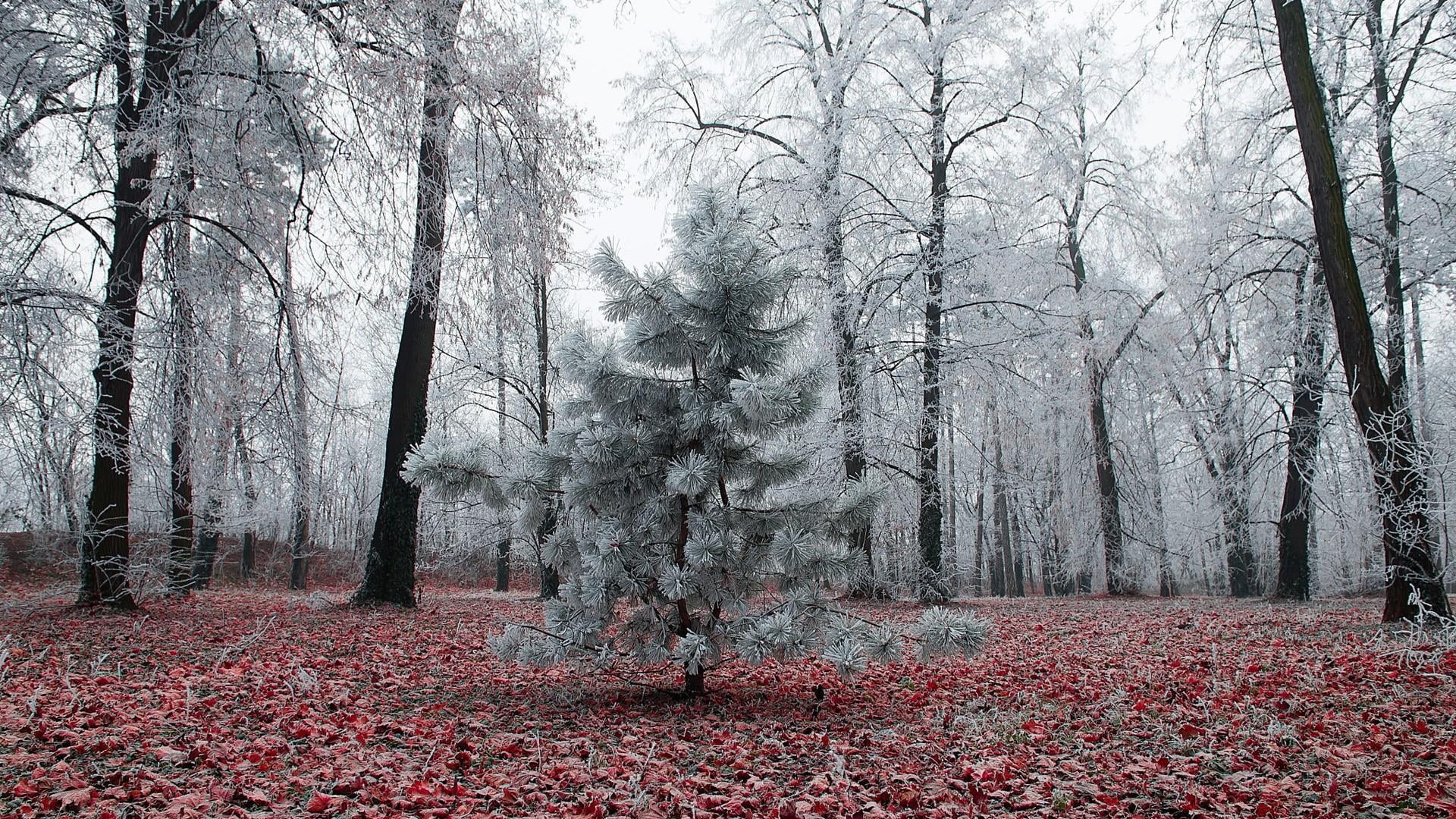 frost, autumn, cold temperature, scenics - nature, tranquility, change, no people, deciduous, day, bare tree, morning, plant part, beauty in nature, leaf, HD Wallpaper