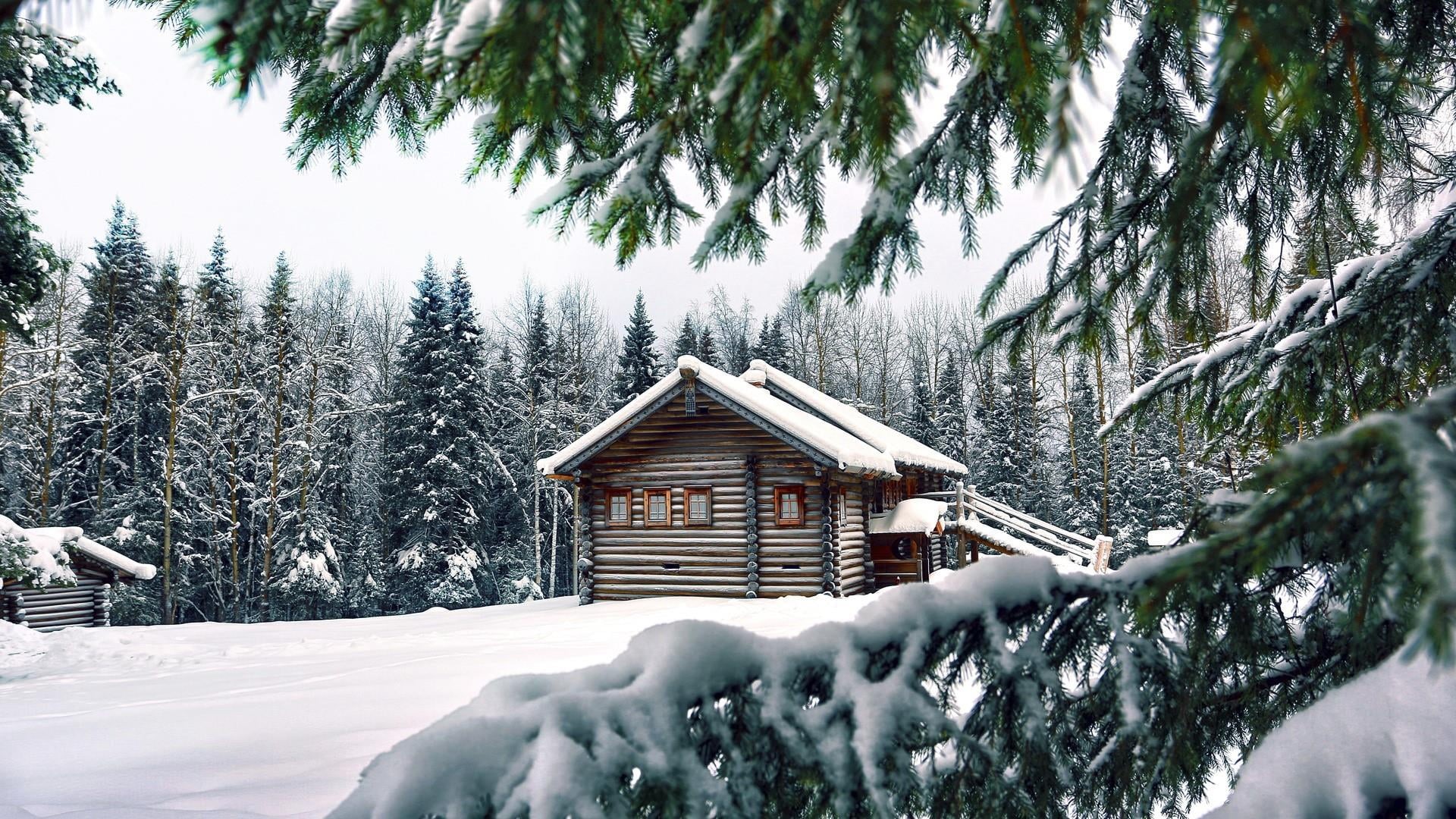 woodland, day, forest, conifer, log cabin, covering, built structure, tranquility, architecture, outdoors, no people, plant, coniferous tree, woody plant, HD Wallpaper
