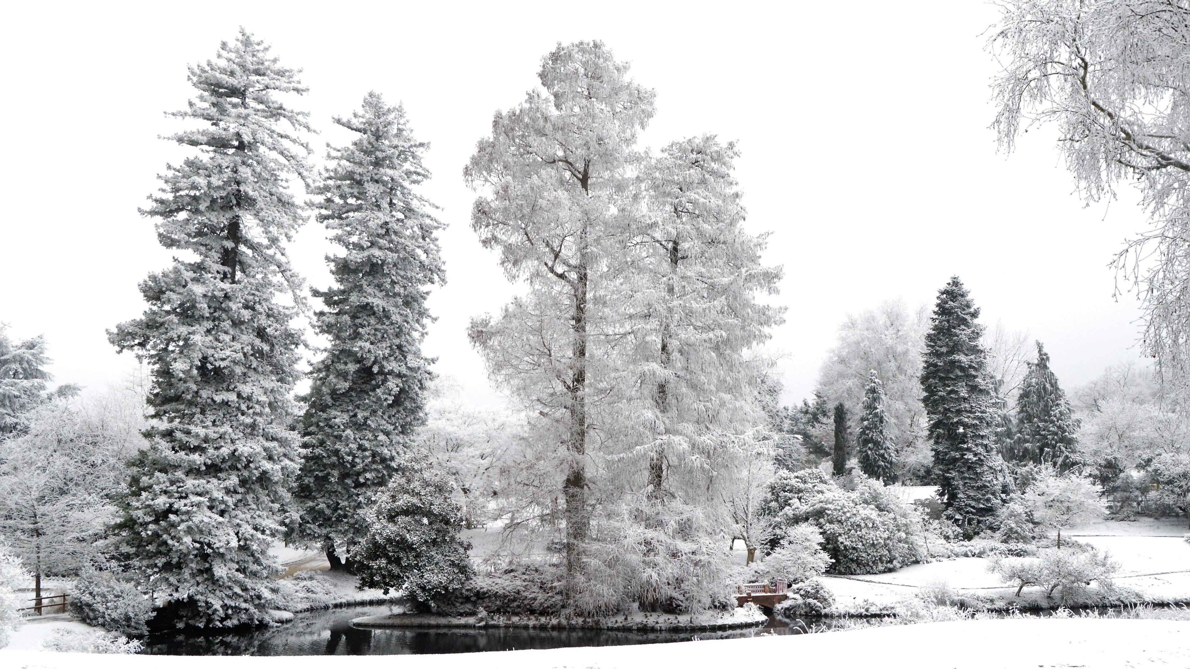 coniferous tree, nantes, france, pine family, conifer, frost, 4K, no people, spruce, snowing, tranquility, beauty in nature, monochrome photography, nature, HD Wallpaper