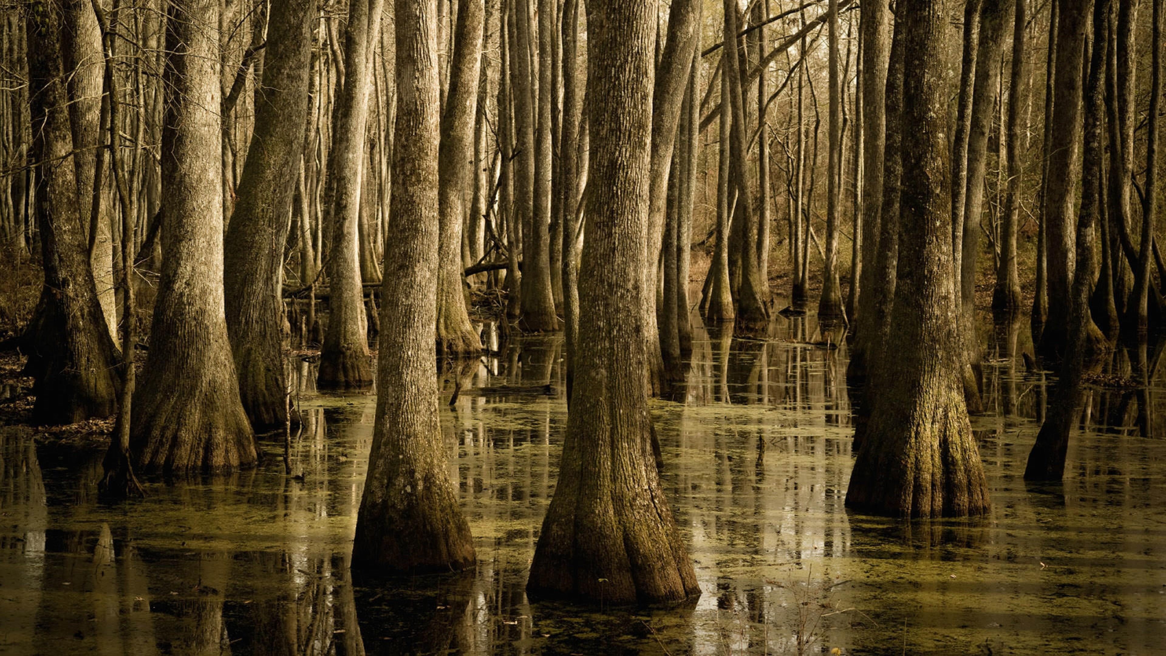 forest, wood, land, wetland, plant, woodland, tranquility, bayou, tree, lake, woody plant, scenics - nature, no people, mississippi, mississippi river, HD Wallpaper