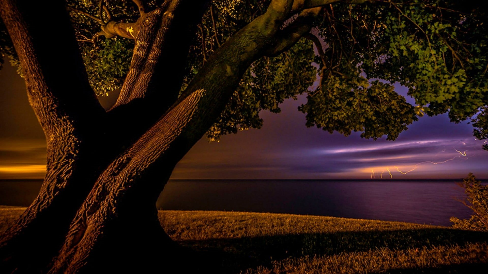bank, plant, night, woody plant, sunset, old tree, tranquil scene, scenics - nature, trunk, nature, beauty in nature, lighting, lightning, lone tree, lakeside, HD Wallpaper