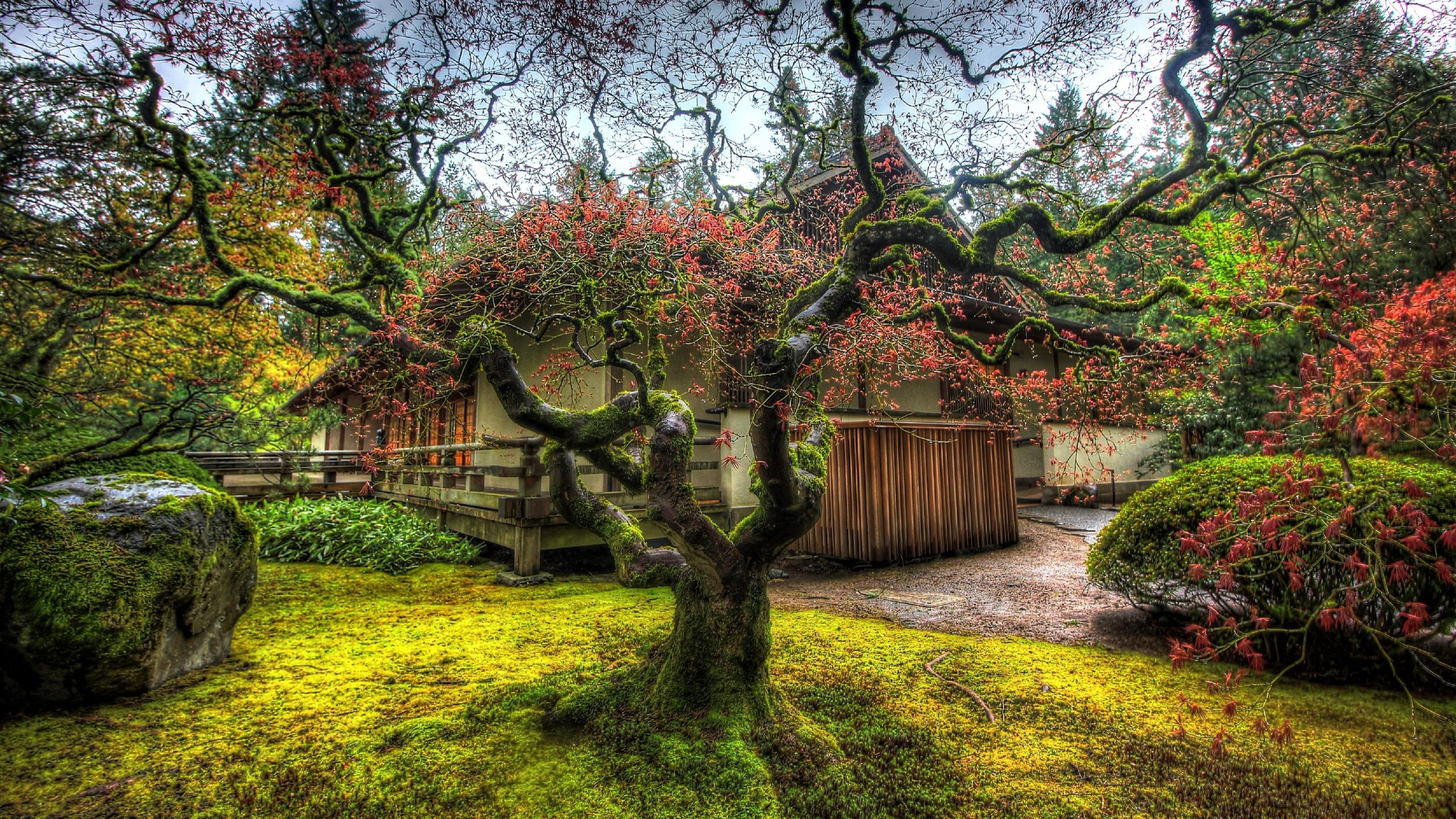 branch, autumn, japanese garden, flora, grass, water, united kingdom, portland, plant, garden, nature, usa, portland japanese garden, 4K, woody plant, HD Wallpaper