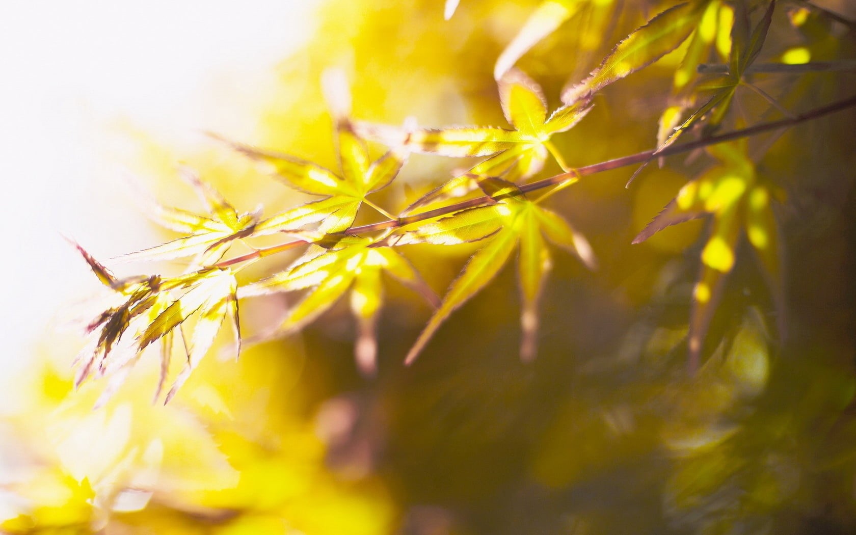 nature, leafed, selective Focus, color Image, autumn, bright, outdoors, leaf, herb, yellow, branch, environment, no People, growth, defocused, plant, japanese Maple, HD Wallpaper