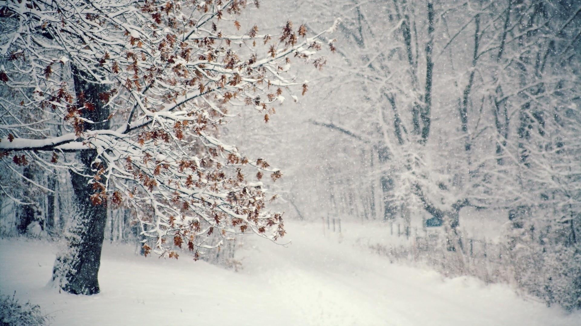 snowy, extreme weather, white color, frozen, environment, tranquility, woodland, day, freezing, outdoors, sky, frost, climate, ice, beauty in nature, branch, HD Wallpaper