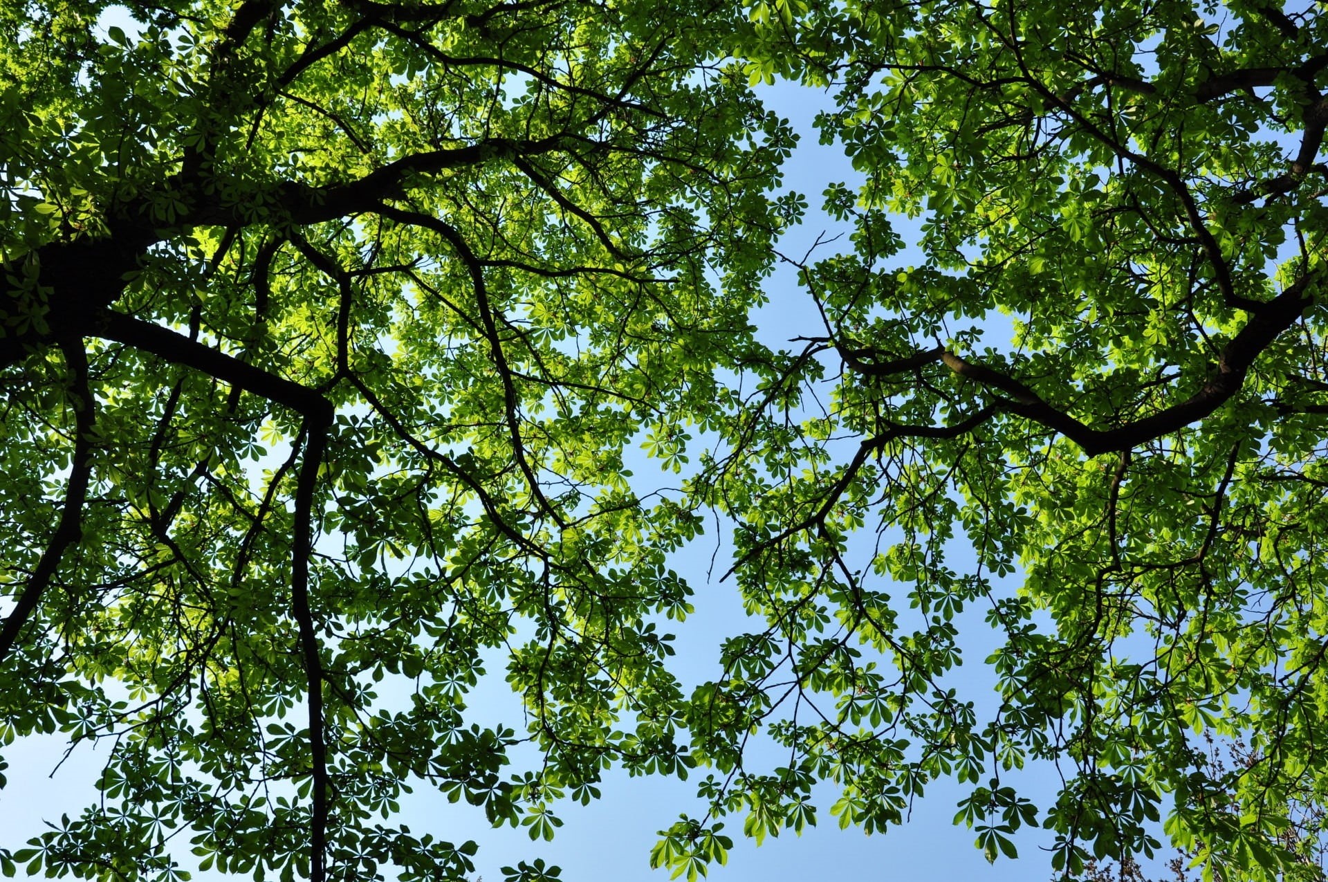 gardens, wooden, tranquility, sunlight, plants, nature, large, trunks, summer, eye, growth, shelters, leaves, stems, trees, looking up, shading, woody, HD Wallpaper