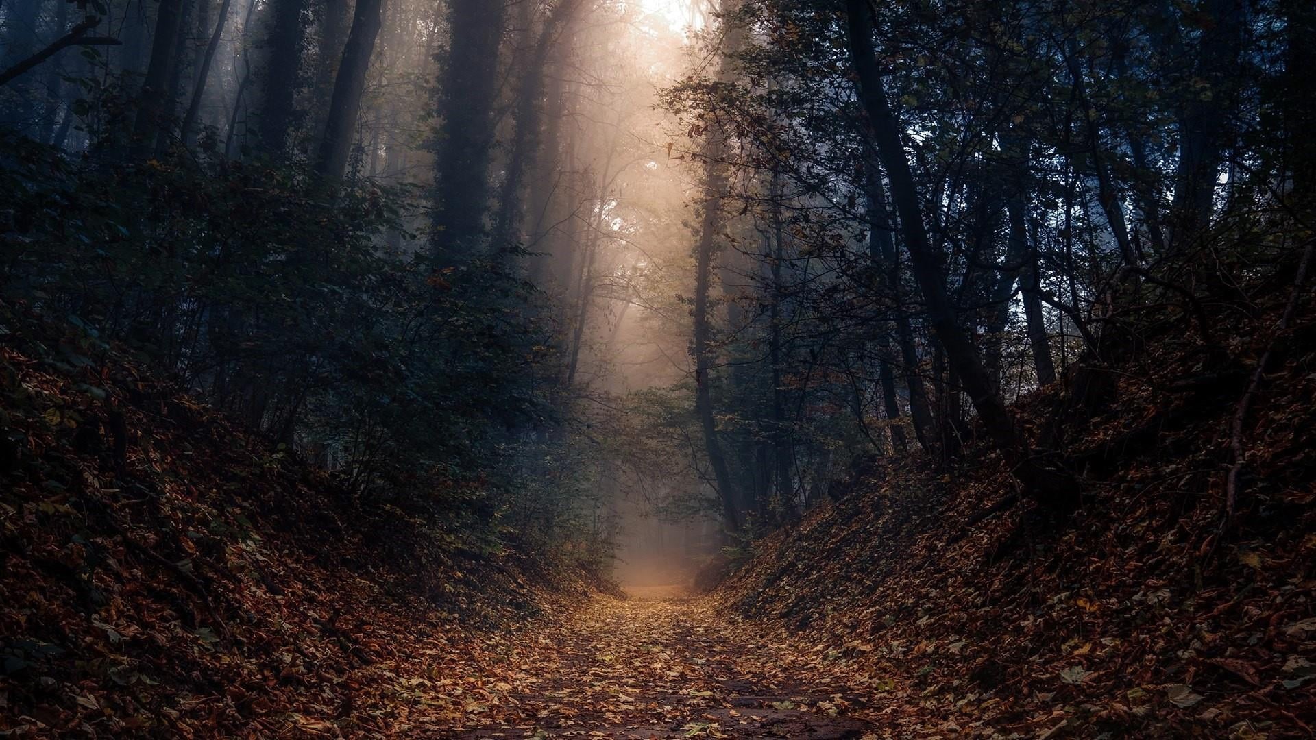 path, footpath, plant, beauty in nature, morning, forest path, fog, day, forest, autumn, weinheim, land, light, mist, woodland, trail, woody plant, no people, HD Wallpaper