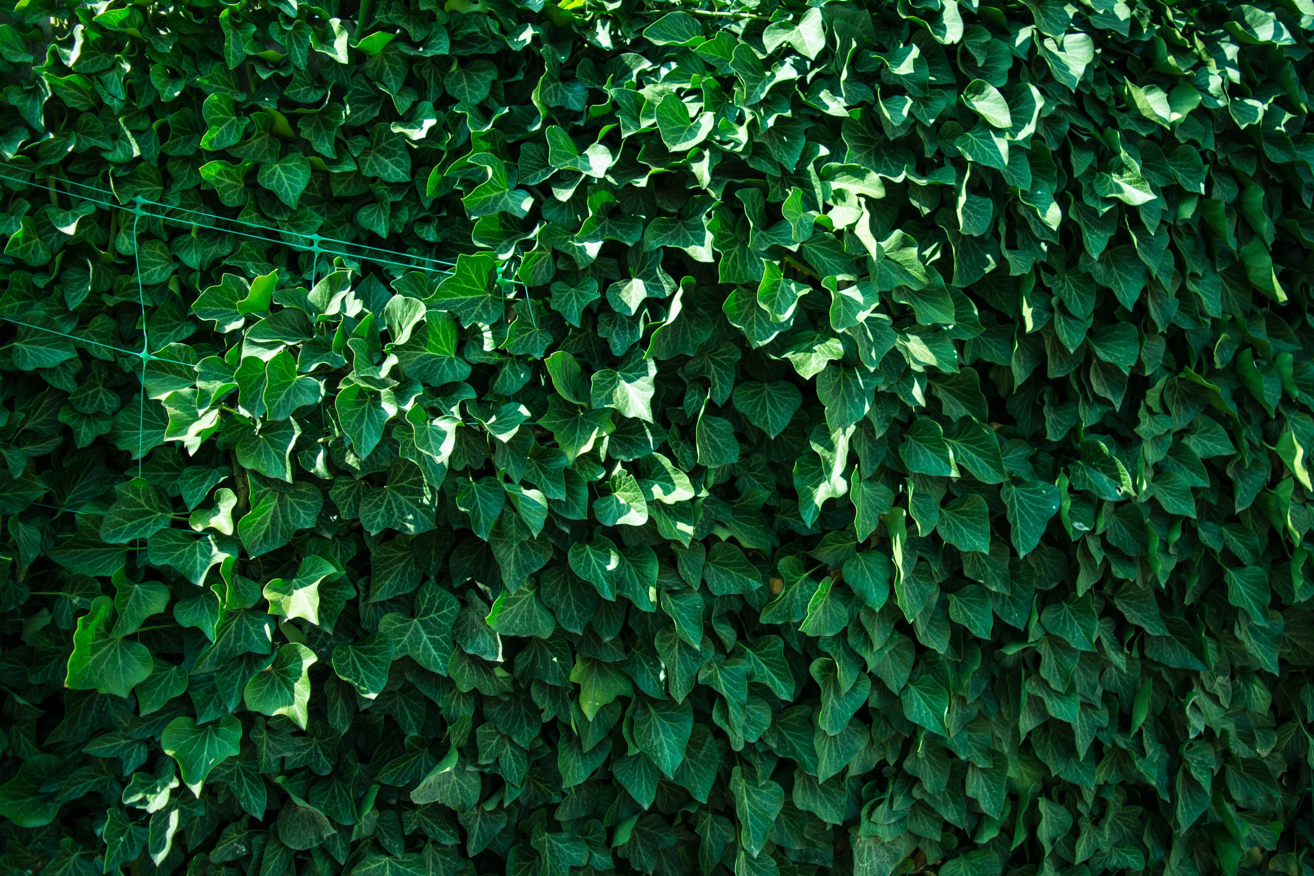 green color, plant part, flower, outdoors, woody plant, apiales, 4K, no people, raindrop, full frame, leaf, deciduous, shrub, ivy, land plant, hedge, land, HD Wallpaper