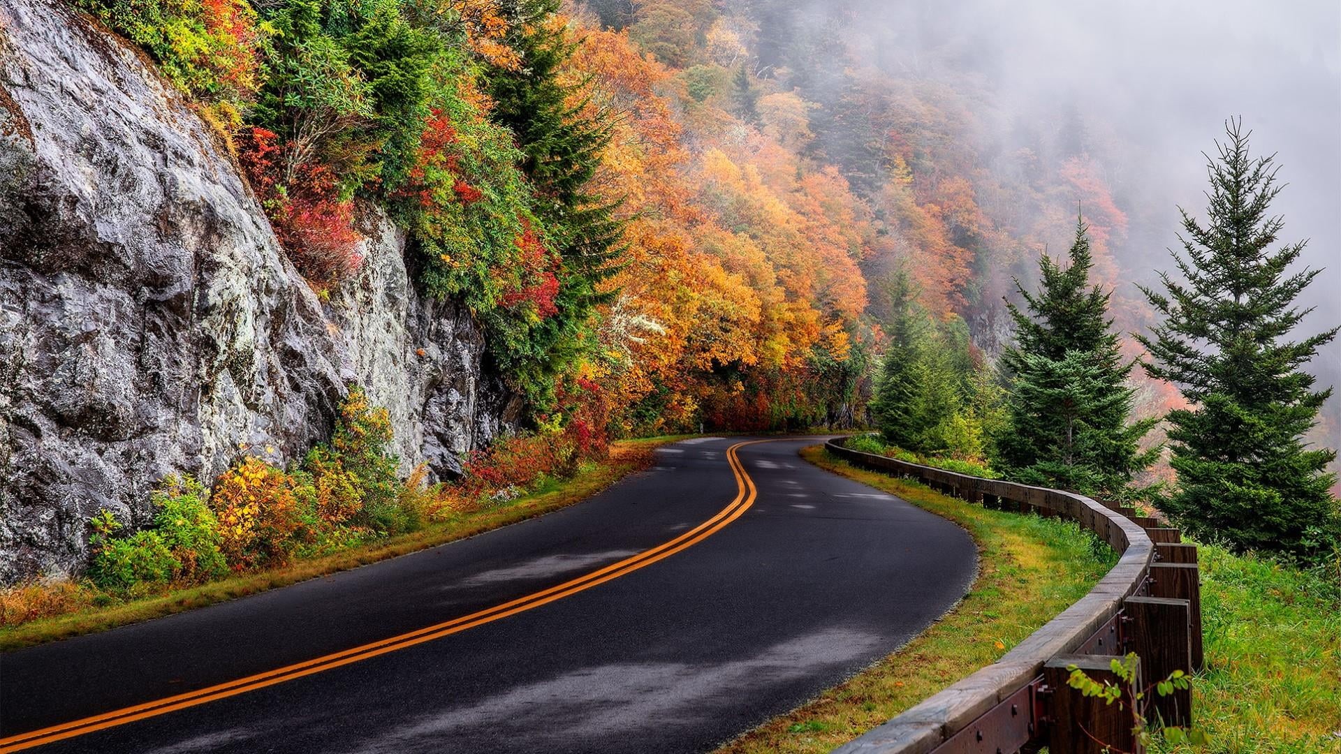 tranquility, dividing line, the way forward, wilderness, nature, autumn, mist, double yellow line, tranquil scene, change, road marking, foggy, scenics - nature, HD Wallpaper