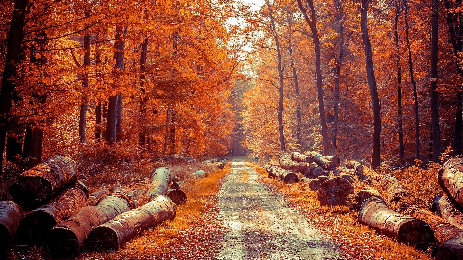 1080P, deciduous, tree, morning, forest, branch, sunlight, leaf, grove, woodland, nature, autumn, path, landscape, HD Wallpaper