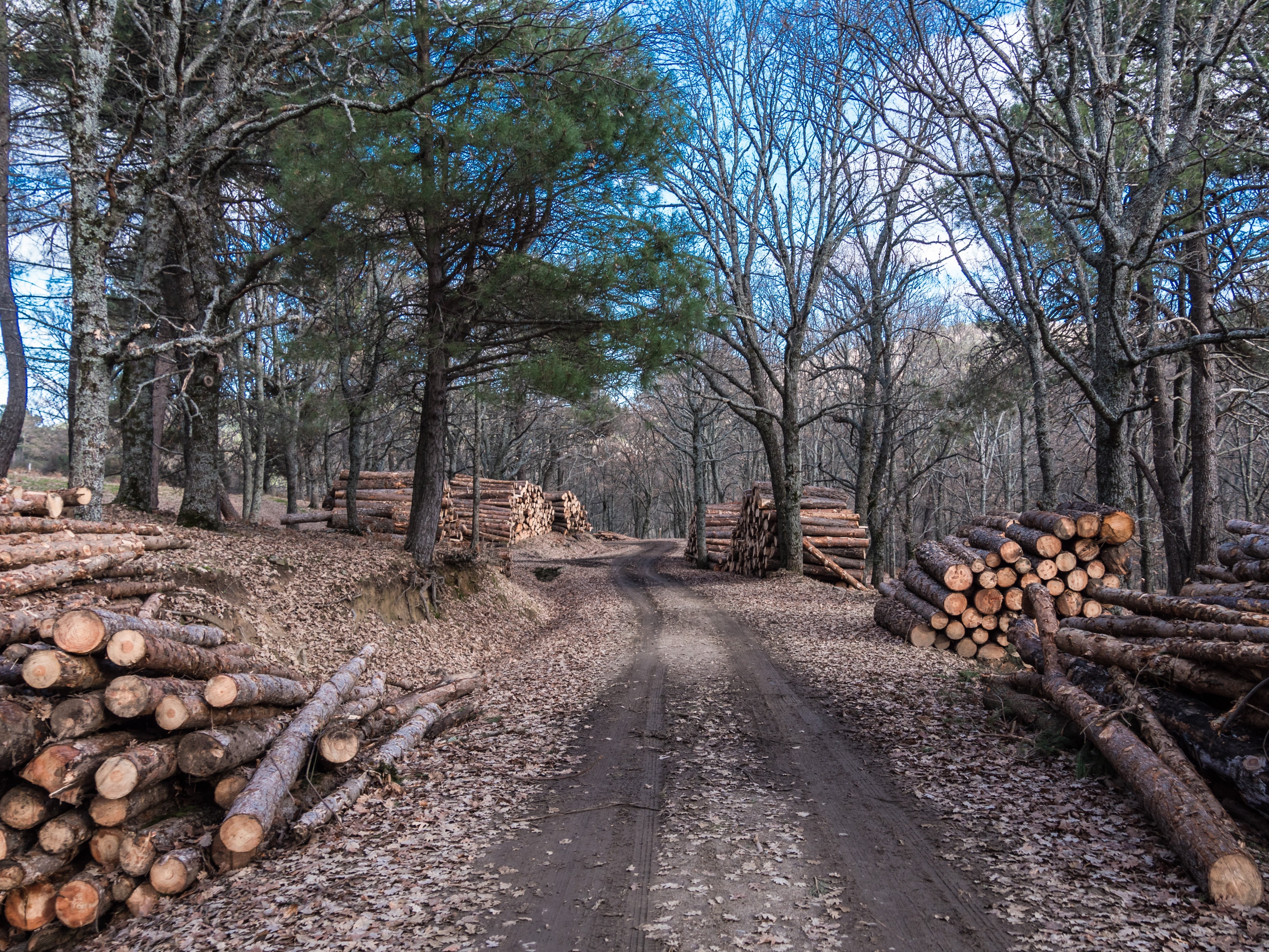 5K, firewood, trees, soledad, tree Trunk, sierra, lumber Industry, pine, forest, wood, bare tree, sawmill, gray, firm, brown, day, cut trunk, canada, solo, HD Wallpaper