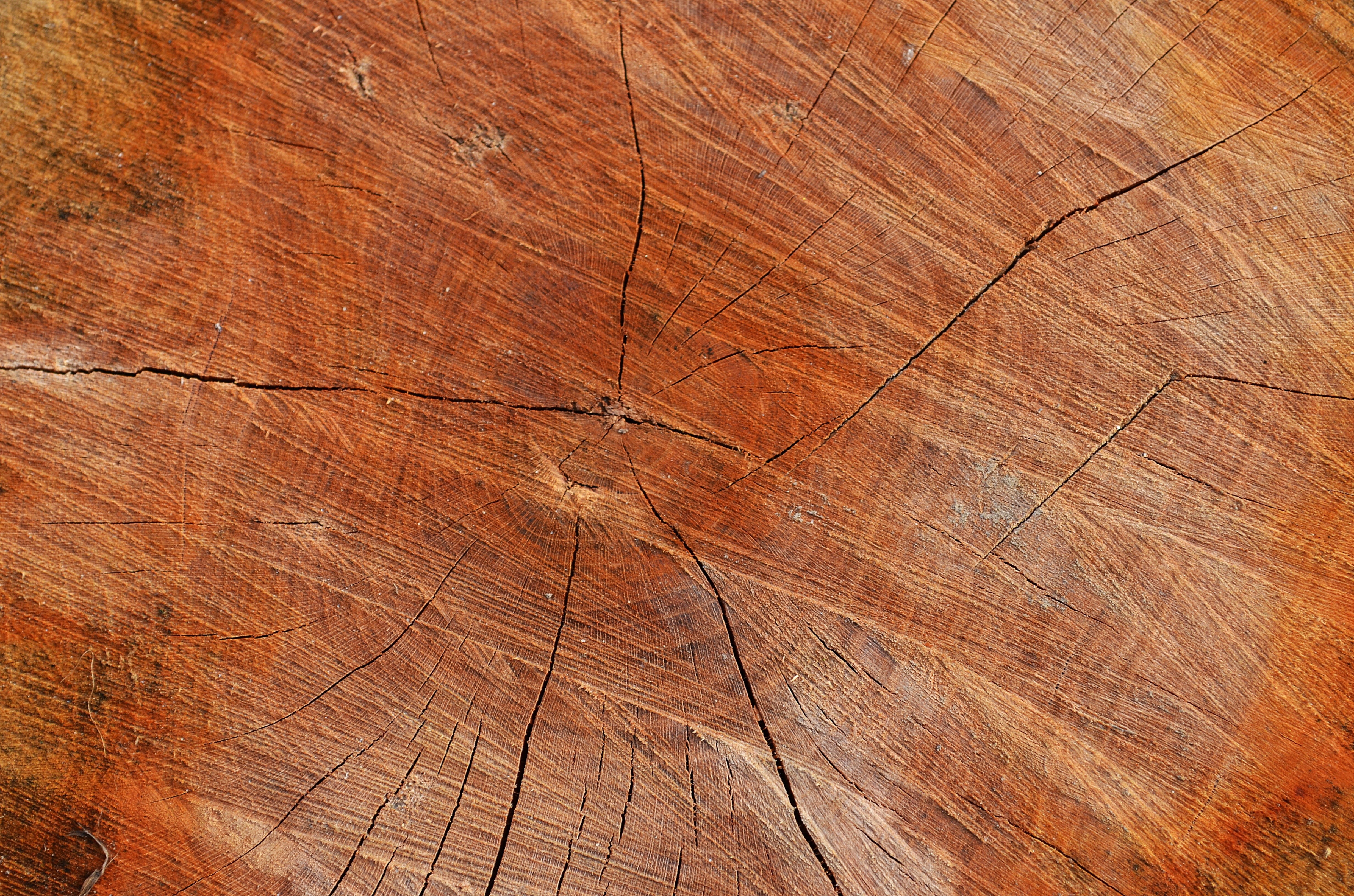 backgrounds, resin, textured, firewood, outdoors, texture, forest, natural pattern, tree ring, no people, close-up, bark, rough, background, textured effect, HD Wallpaper