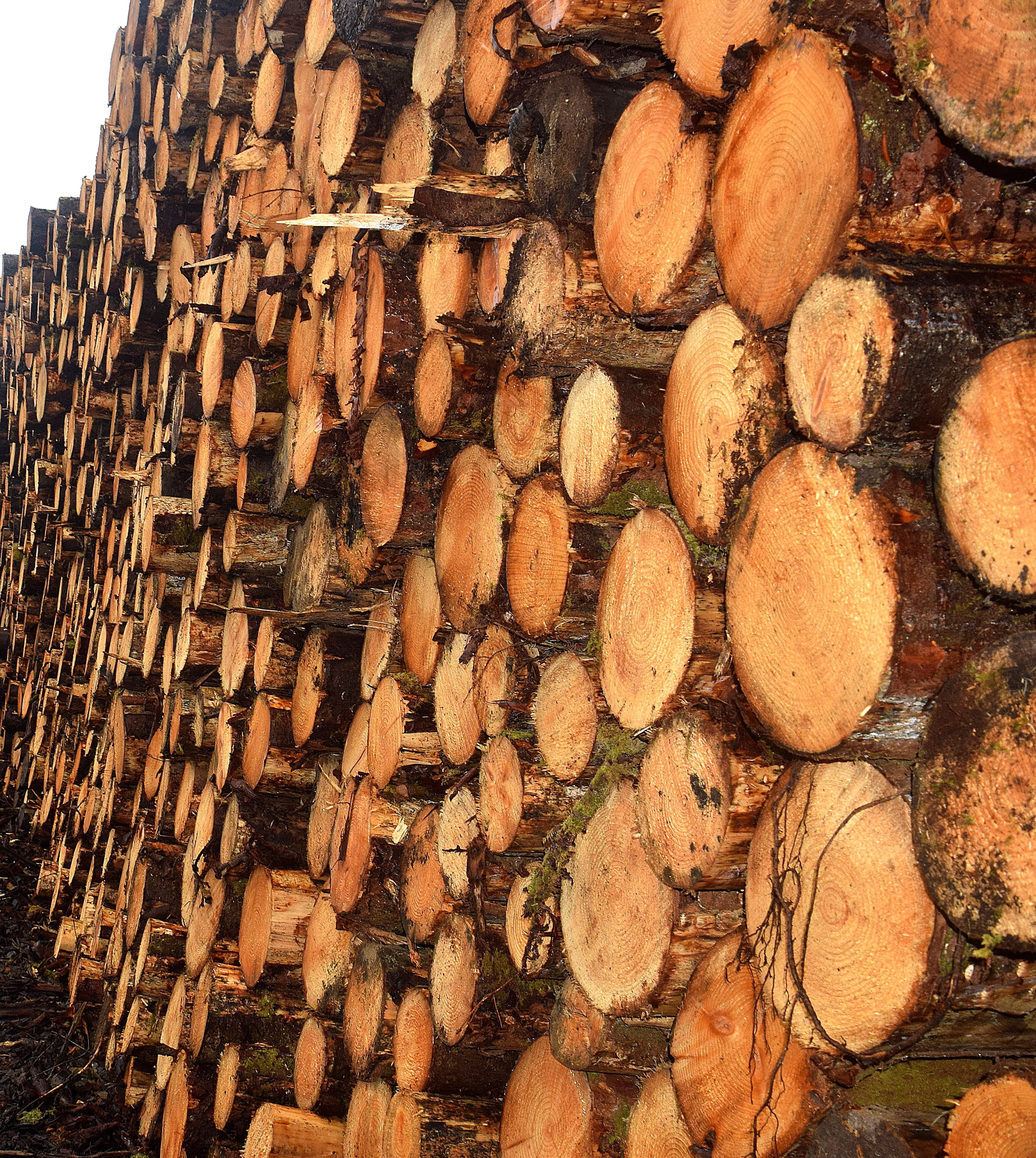 deforestation, lumber, stack, tree, construction, nature, abundance, large group of objects, close-up, wood - material, log, woodpile, no people, fossil fuel, Phone HD Wallpaper