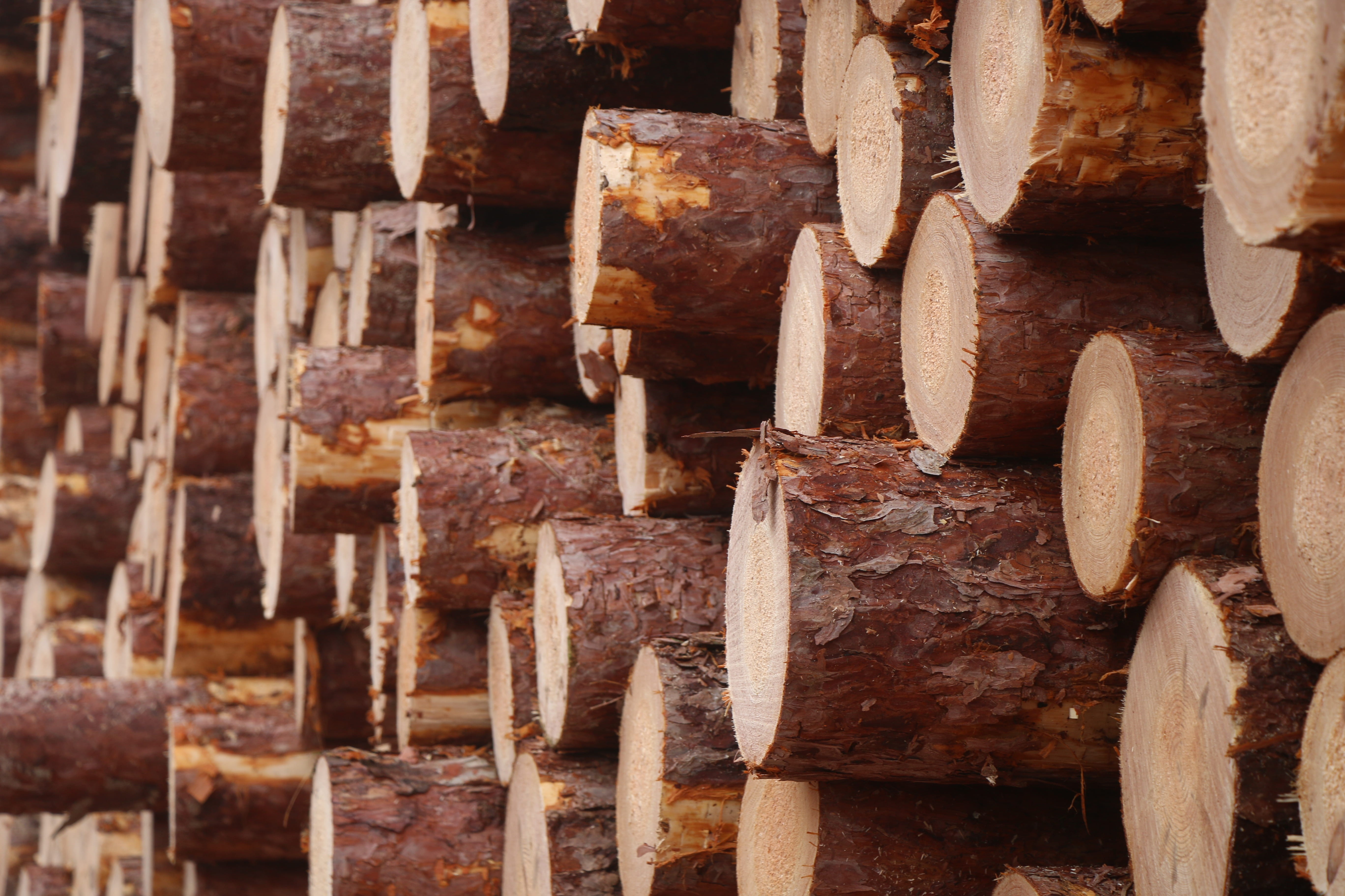 abundance, 5K, wood, day, wood - material, timber, forest, still life, no people, stack, rusty, large group of objects, focus on foreground, food, full frame, HD Wallpaper