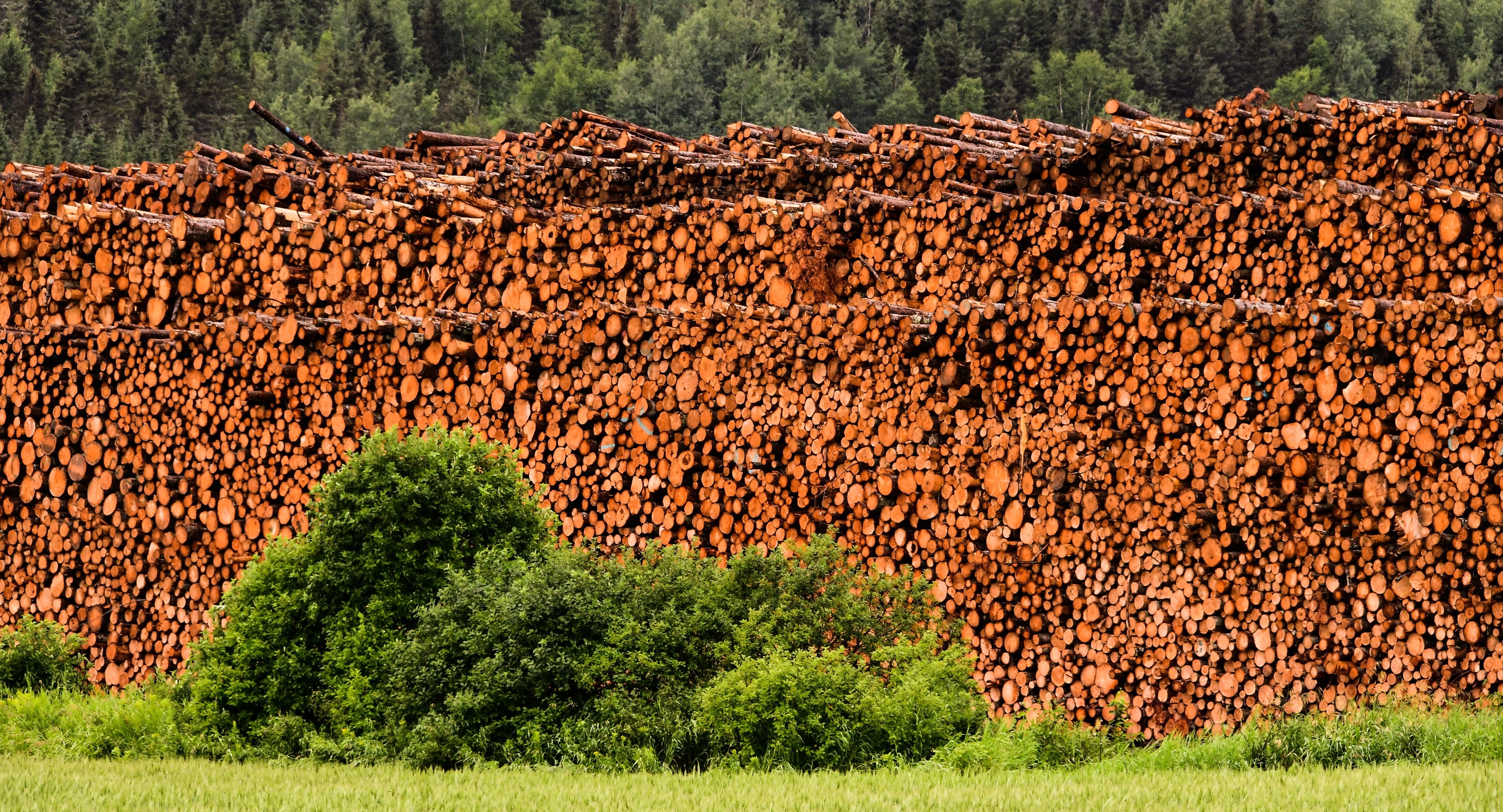outdoors, trunk, stack, beauty in nature, land, no people, pine, timber, field, nature, agriculture, forest, day, 5K, trees, brown, log, green color, tree, HD Wallpaper
