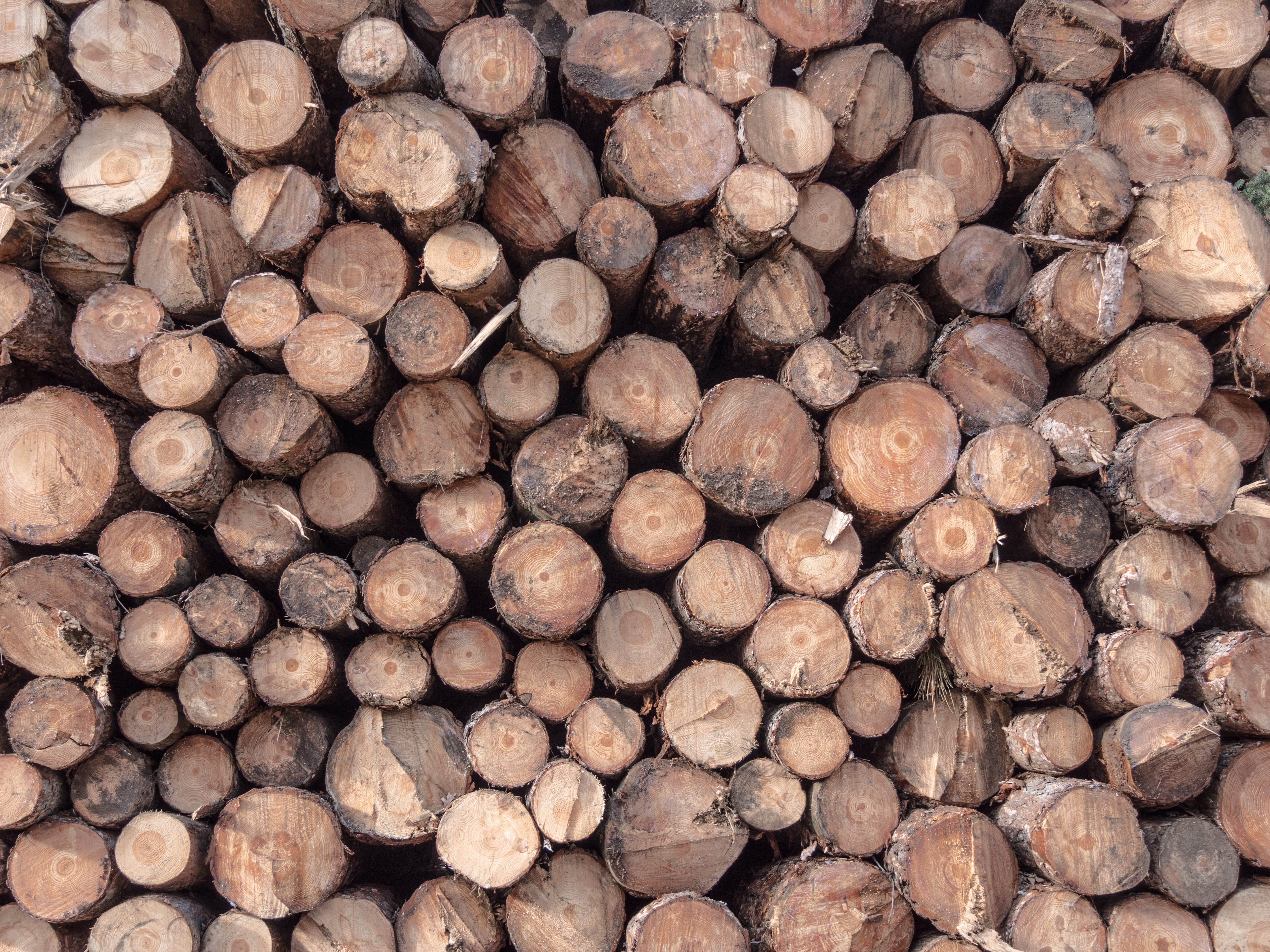 Sawmill, Carpenter, deforestation, Trunk, brown, 5K, kindling, abundance, log, pine, wood - material, court, fuel and power generation, group, cut, firm, HD Wallpaper