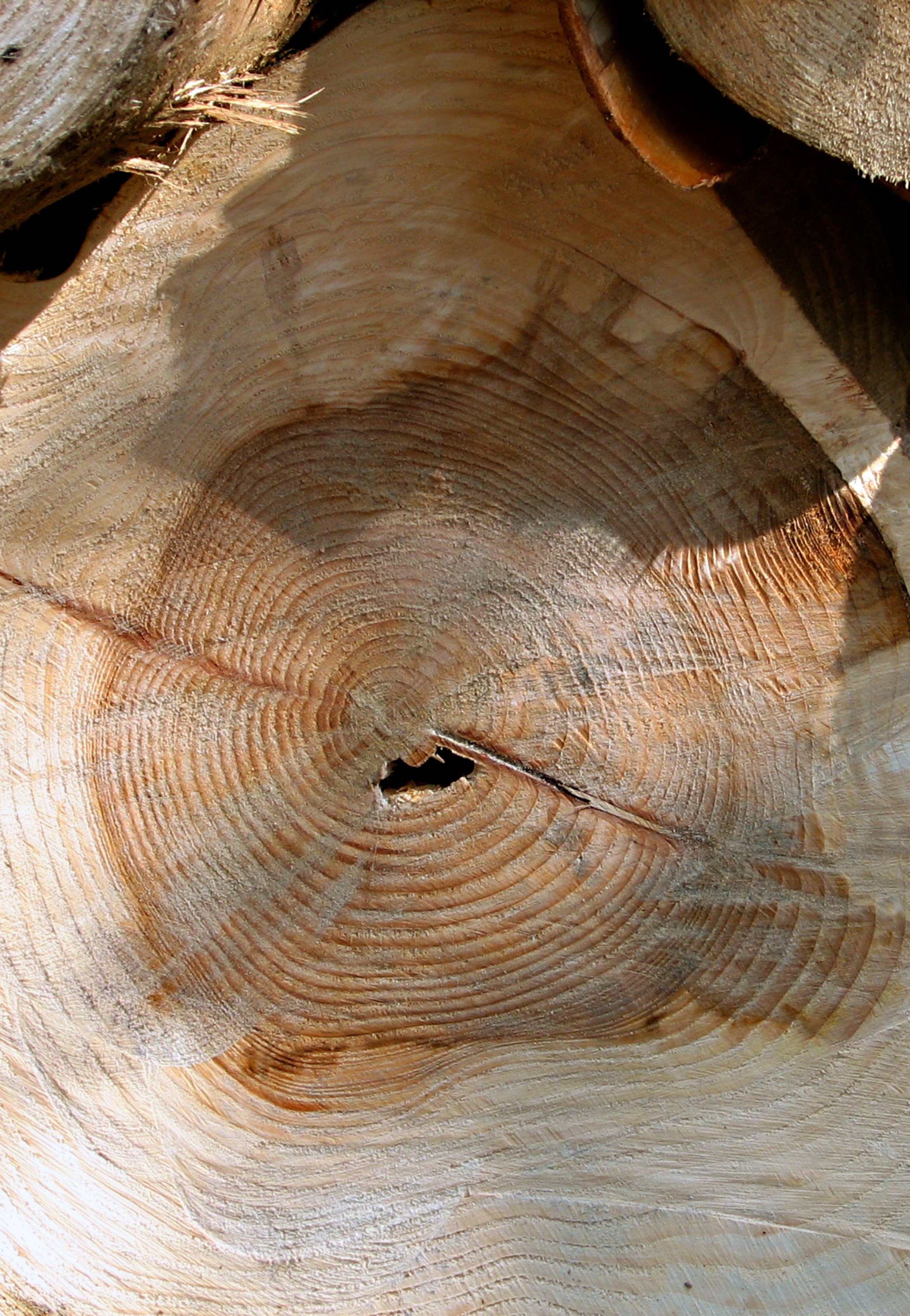 trunk, woodpile, plant, day, pattern, circle, bark, wood grain, backgrounds, pile, wood - material, brown, tree trunk, natural pattern, growth, cut, logging, Phone HD Wallpaper