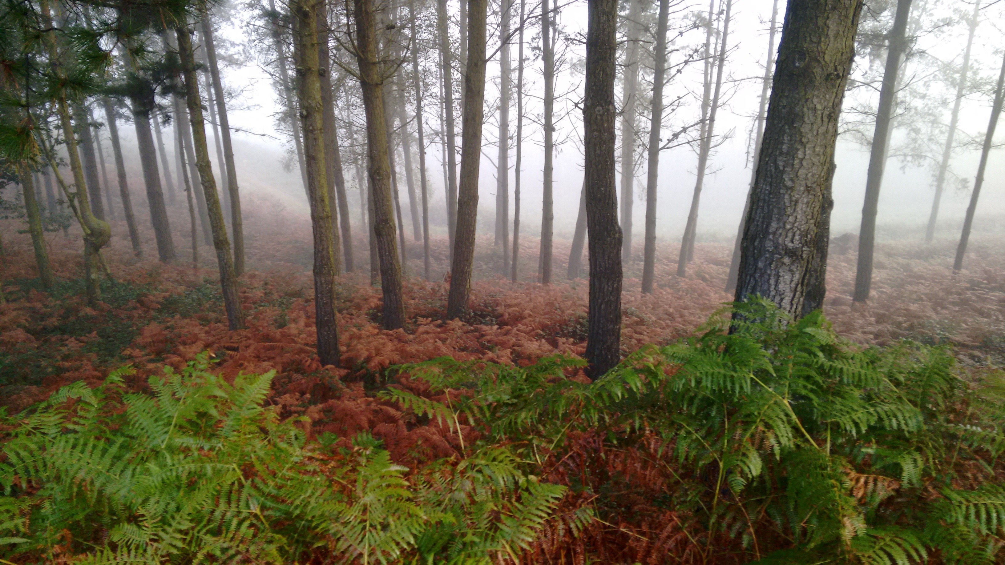 beauty in nature, fog, tranquil scene, forest, day, santiago, growth, 2K, environment, nature, plant, path, tranquility, scenics - nature, spain, trees, HD Wallpaper