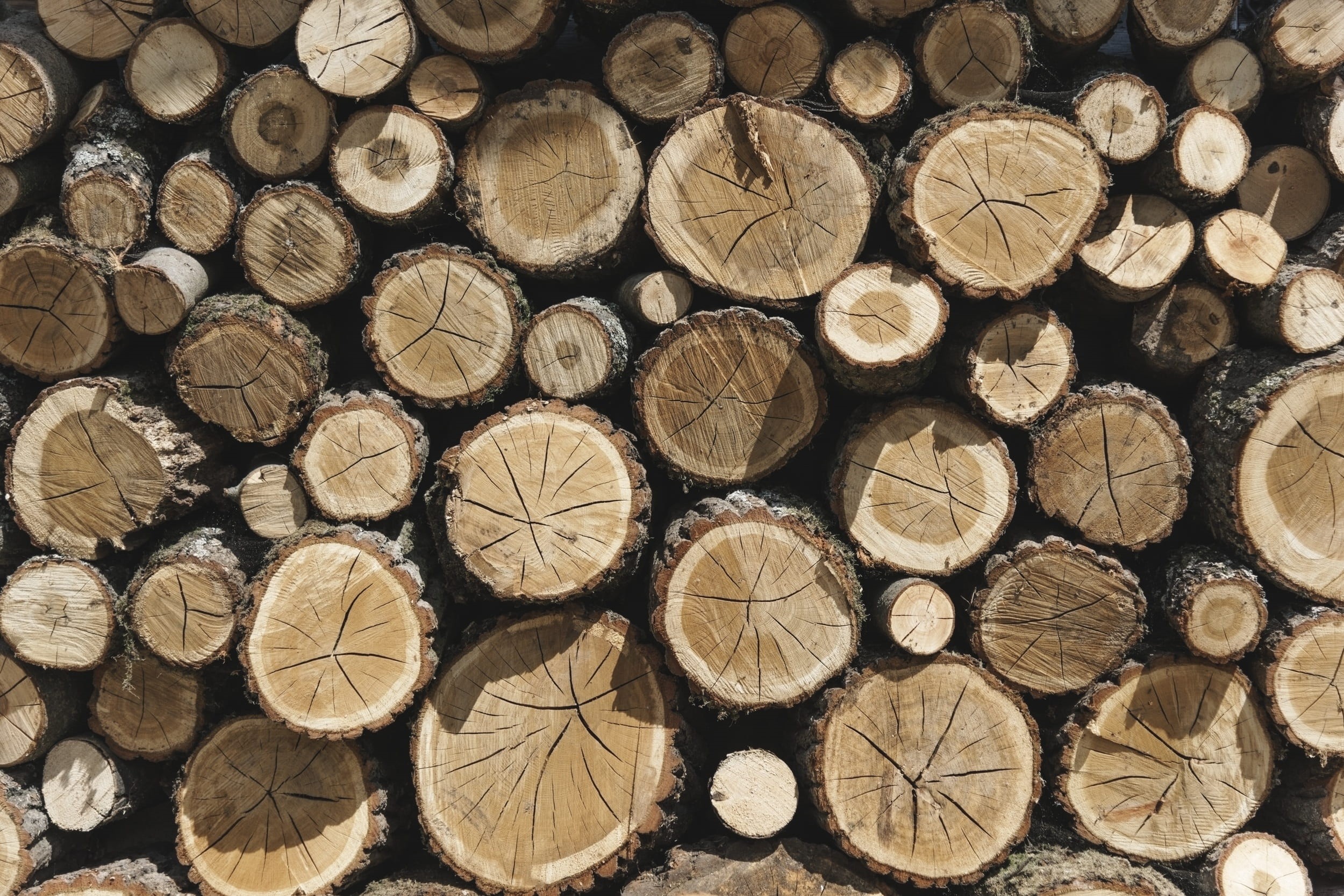 trunk, outdoors, lumber industry, workshop, woodshop, wood - material, photography, hobbies, lumber, wood, tree, backgrounds, environmental issues, timber, HD Wallpaper