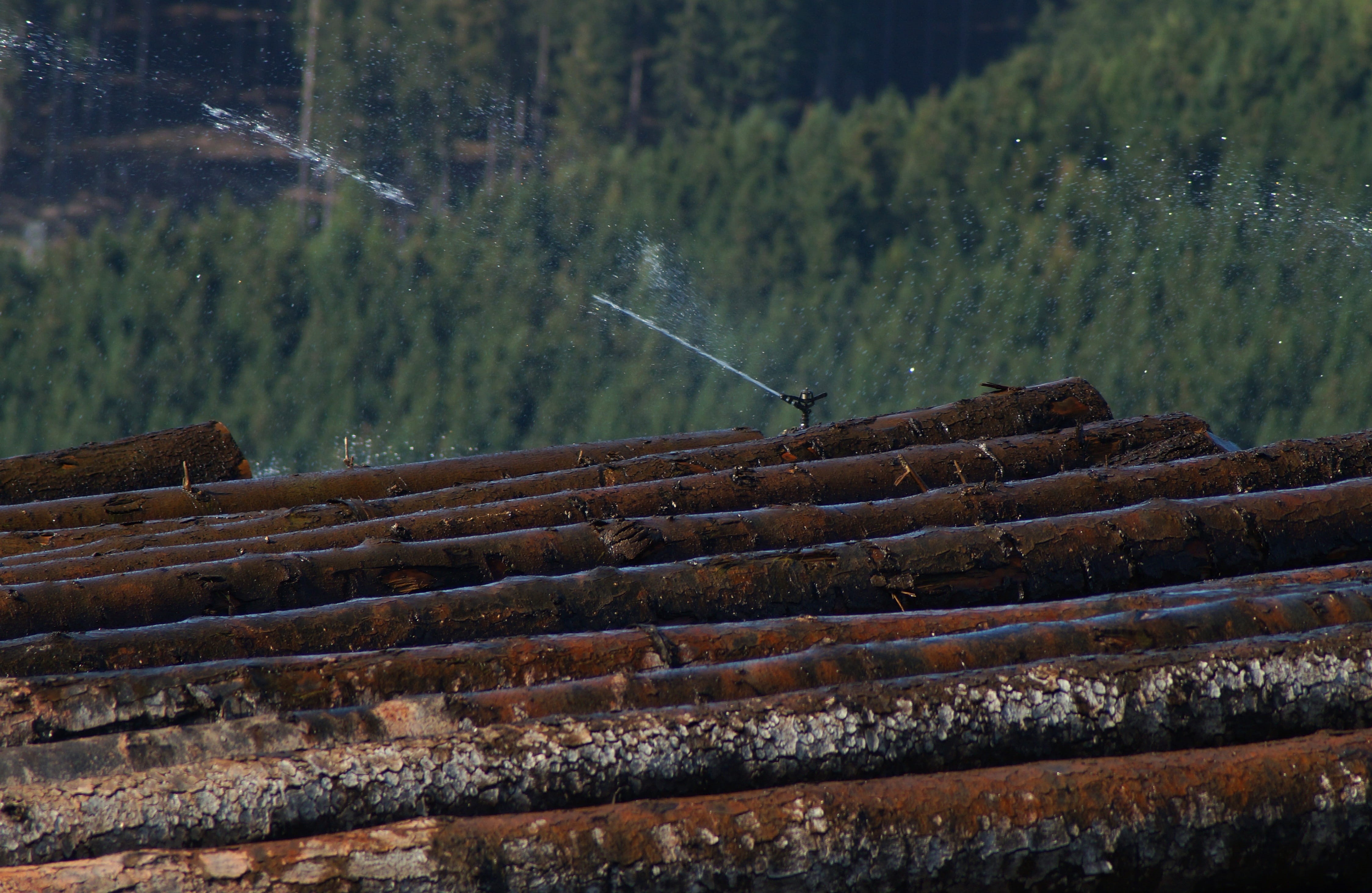 wood, processing, spränkler system, fishing, no people, invertebrate, 4K, transportation, land, keep moist, wood - material, water, store, beech, in the, HD Wallpaper