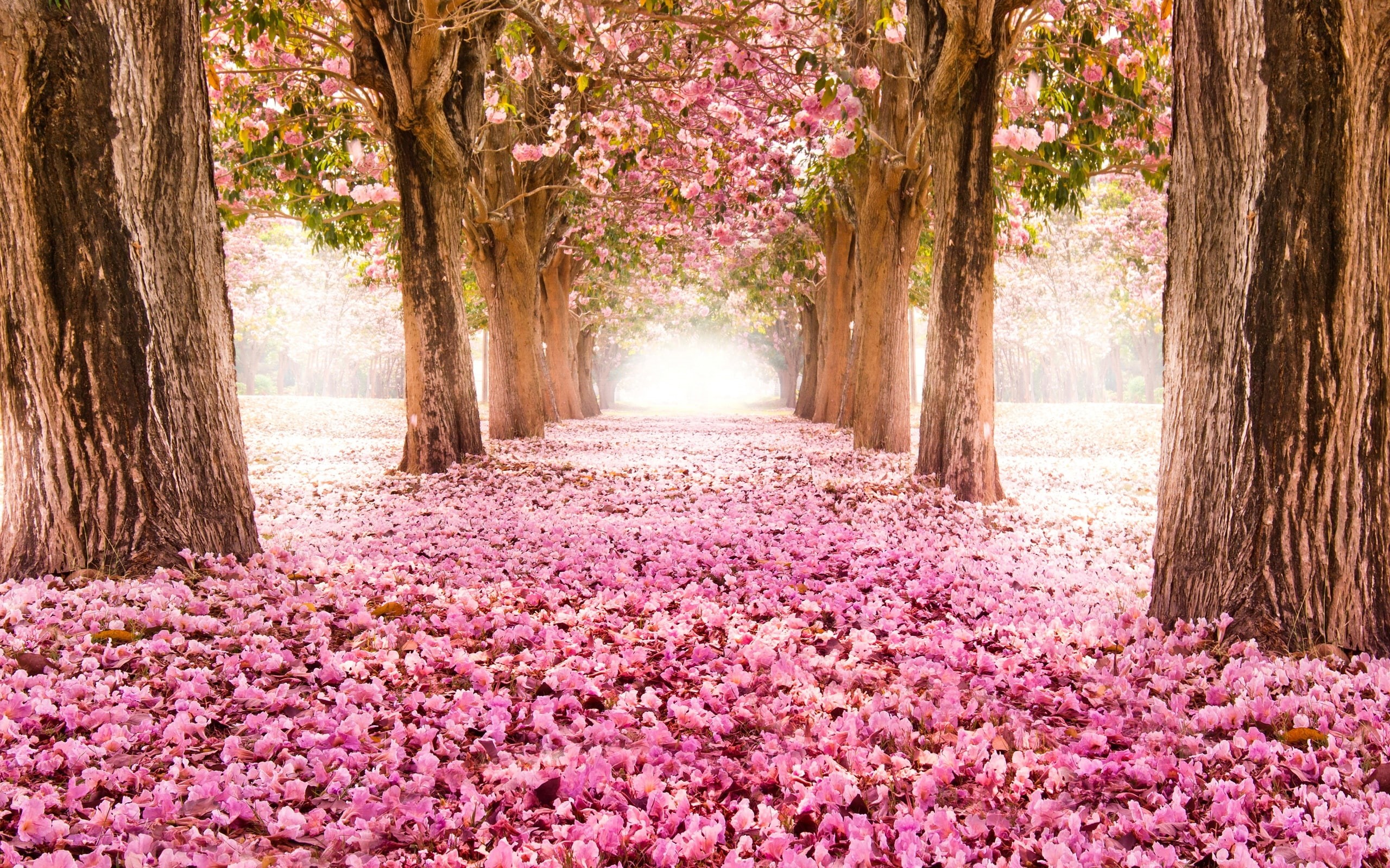 Pink, Path, Beautiful, Trees, Flowers, Scenery, indus, 2K, HD Wallpaper