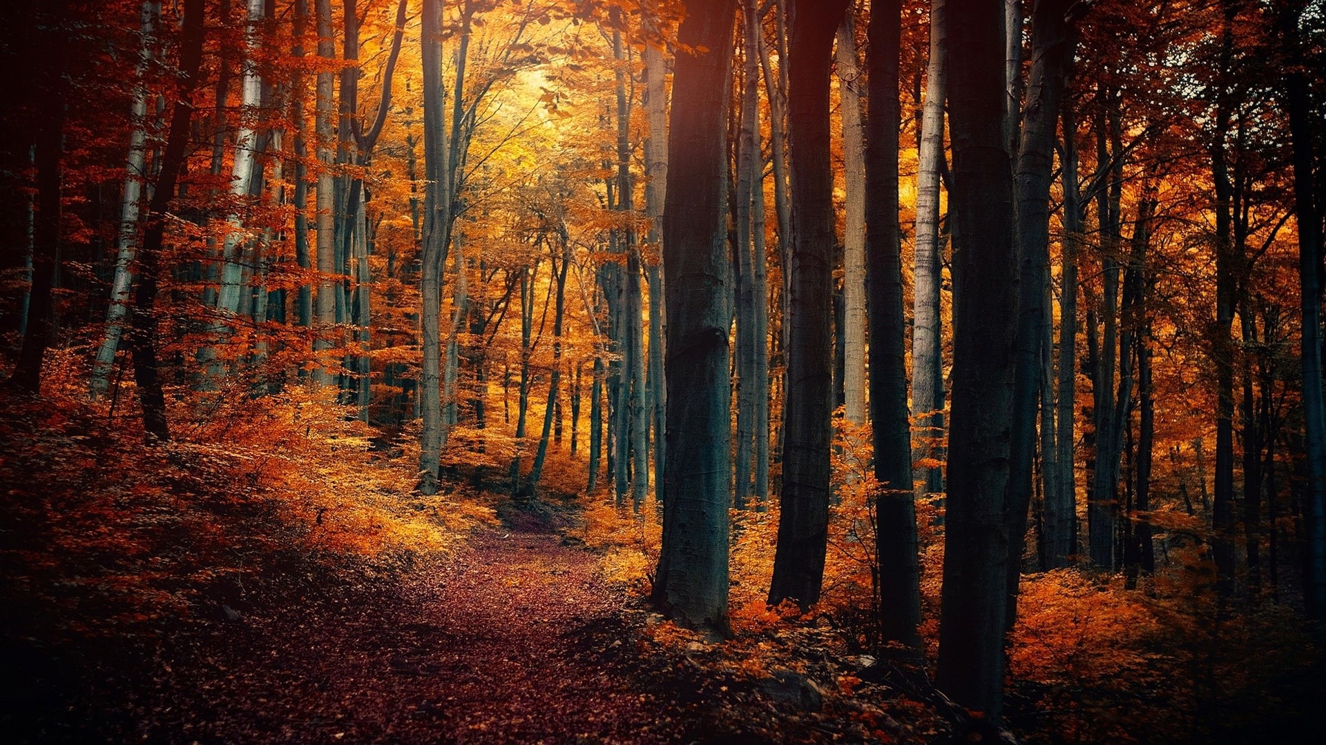 Leaves, Trees, Nature, Yellow, Orange, Autumn, 1080P, Scenery, Forest, Path, HD Wallpaper