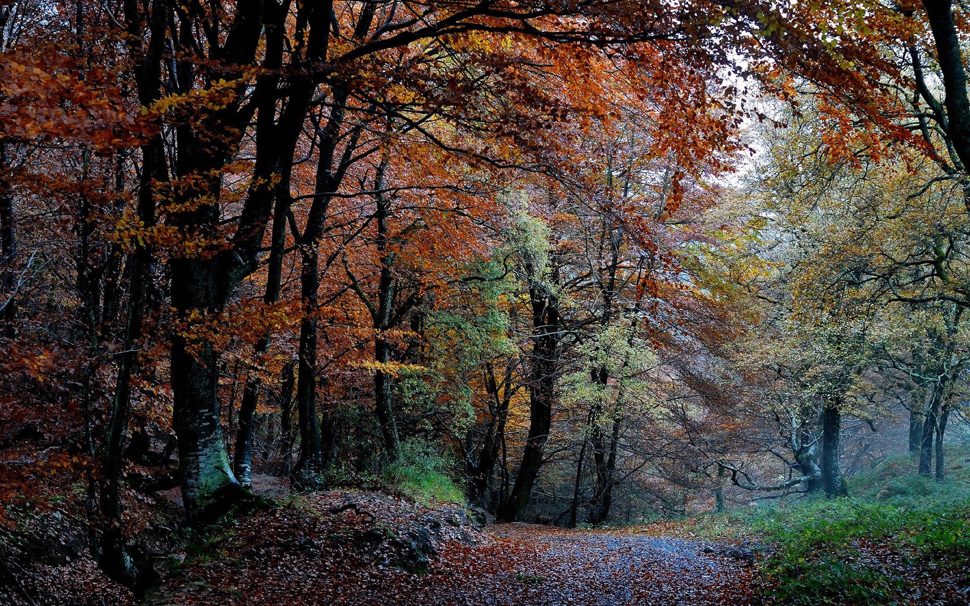 Nature, 1080P, Path, Forest, Leaves, Autumn, Trees, HD Wallpaper