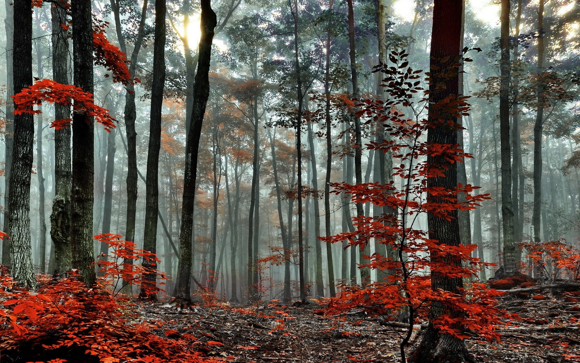 Trees, 1080P, Autumn, Forest, Morning, Fog, HD Wallpaper