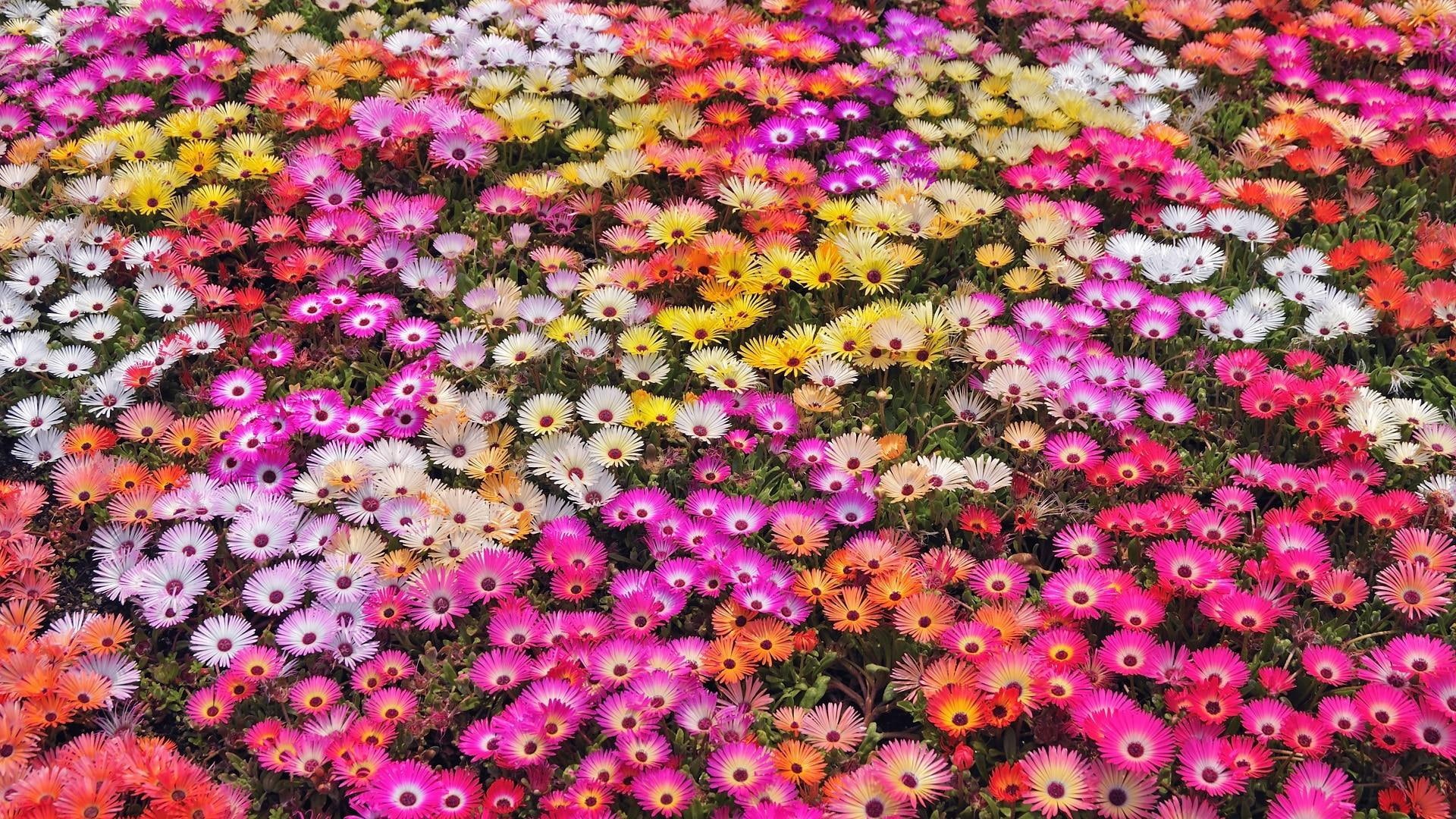 resolution, nature, ice, colors, yellow, plant, flowers, 1080P, plants, petals, abstract, hd, pink, white, garden, HD Wallpaper