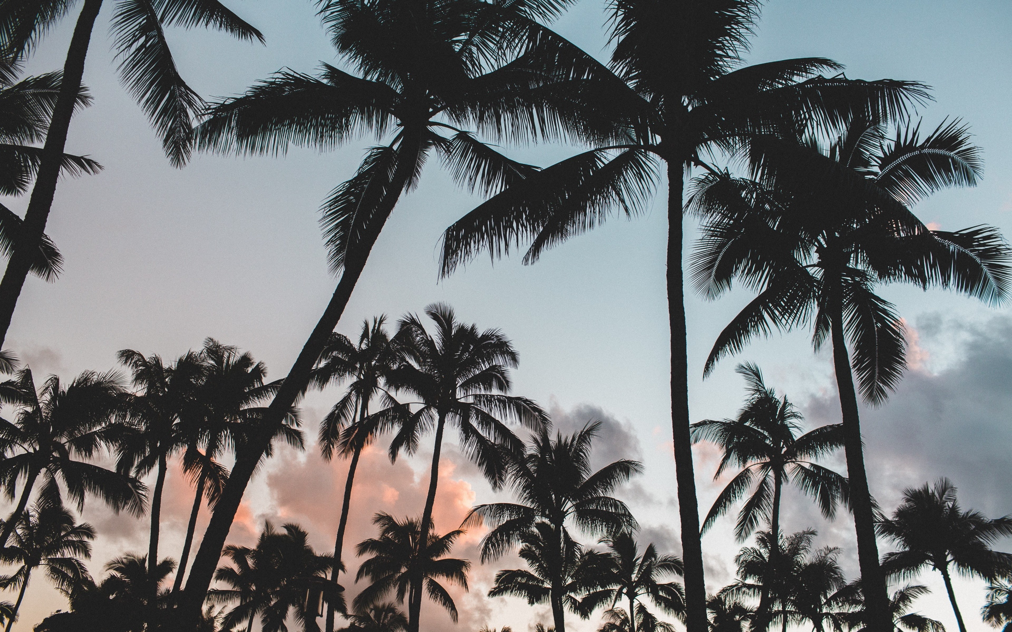 download 3840x2400 palms, palms, trees, tropics backgrounds, sky, 4K, HD Wallpaper