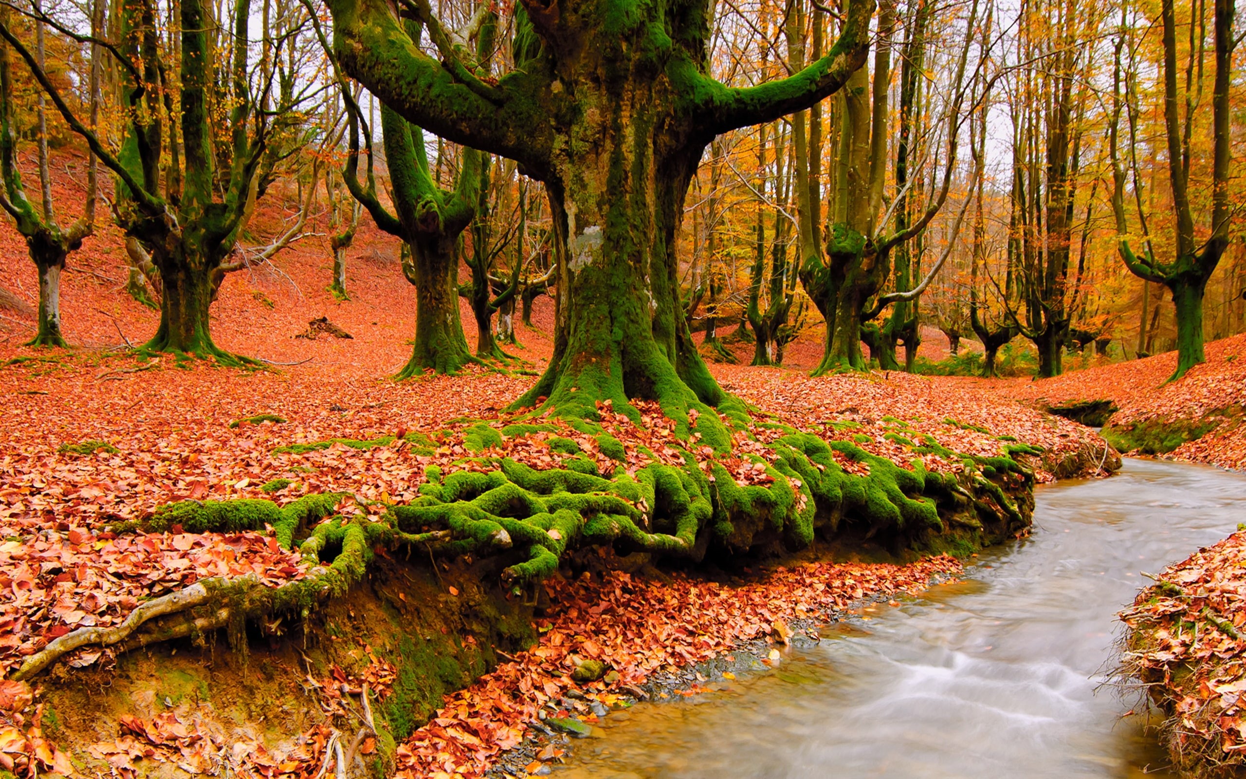 desktop, hd, gt, scenery, 2K, mobile, beautiful, HD Wallpaper