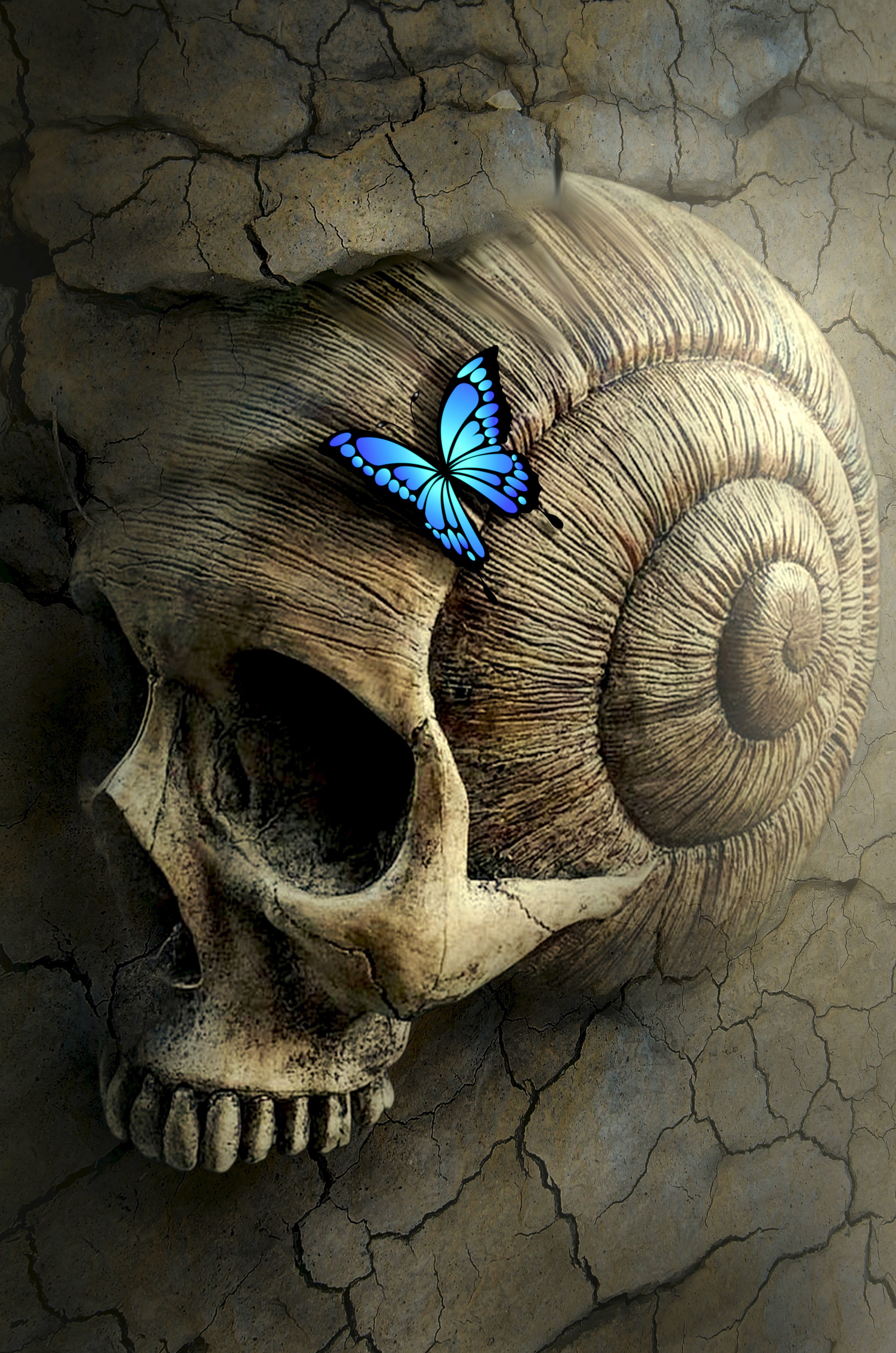 book cover, mysterious, stone wall, skull, fossil, seashell, scary, magic, high angle view, representation, snail, one animal, dream, stone, ulysses, animals in the wild, Phone HD Wallpaper