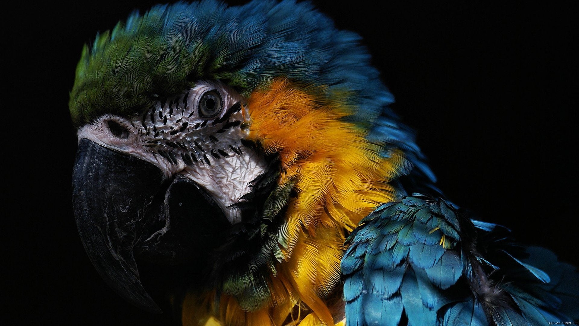 parrot, animals, hd, bird, 1080P, HD Wallpaper