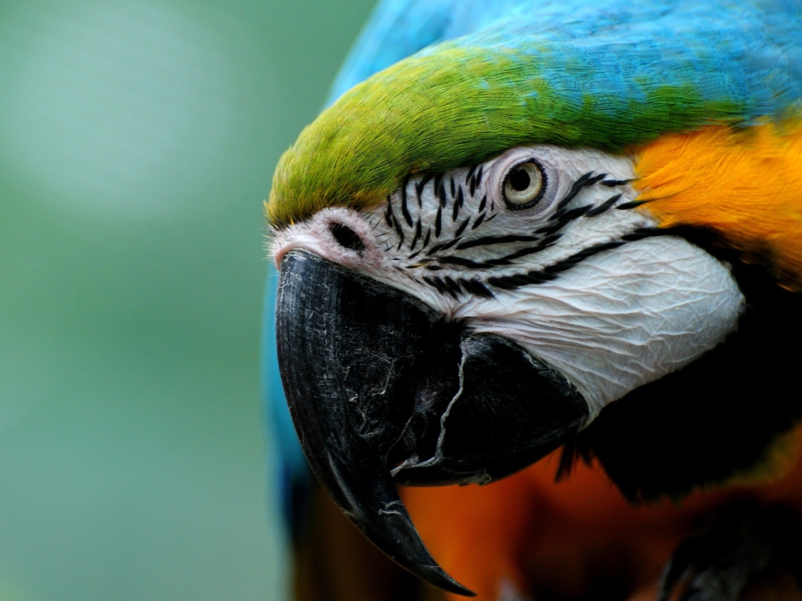 animals, parrot, bird, 720P, hd, HD Wallpaper