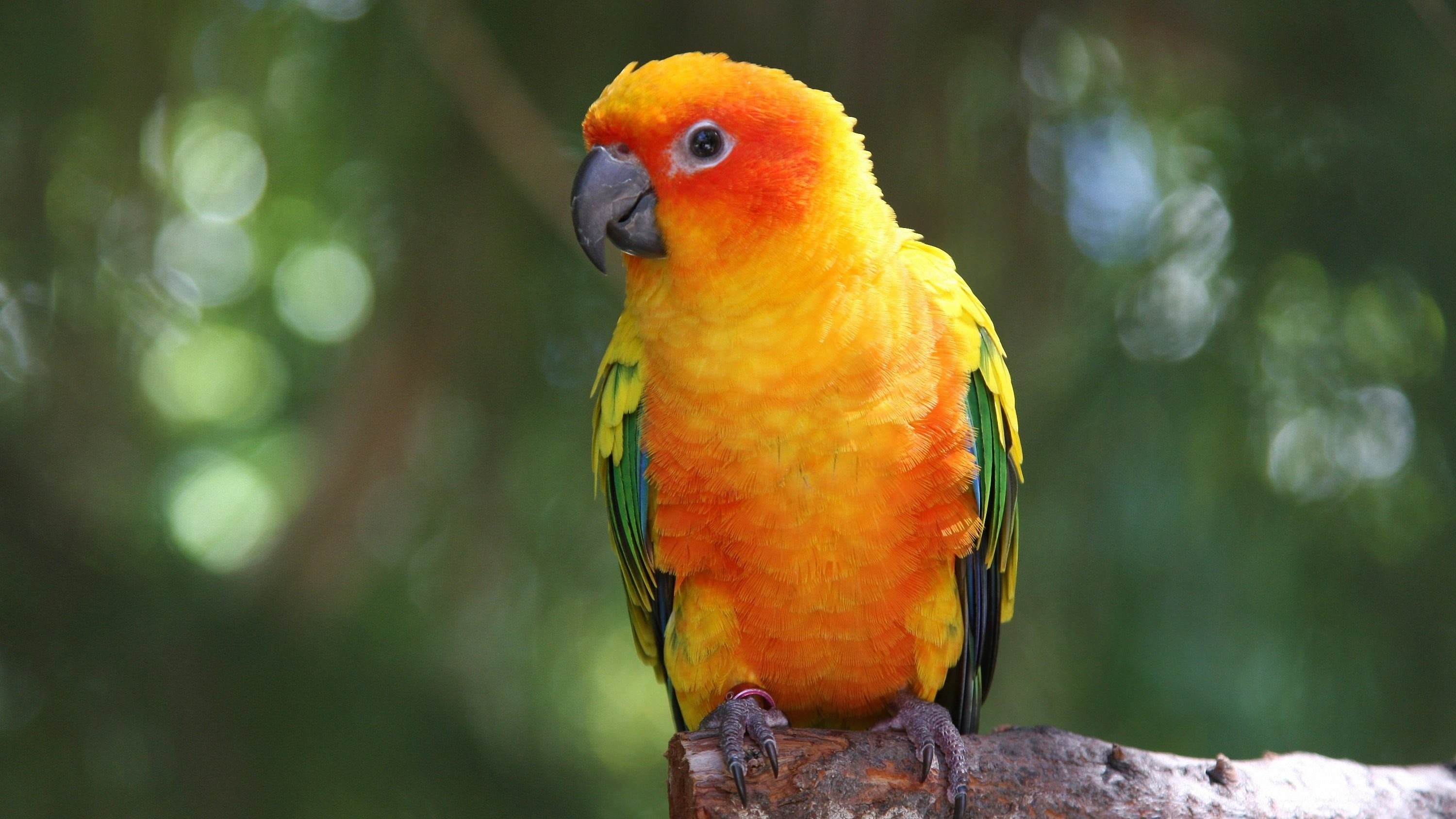 animals in the wild, birds, animal wildlife, parrot, tree, perching, day, nature, cage, yellow, vertebrate, one animal, animal, multi colored, green, no people, HD Wallpaper