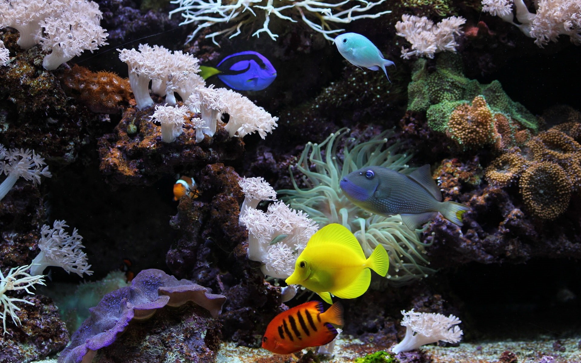 photography, 1080P, hd, aquarium, HD Wallpaper