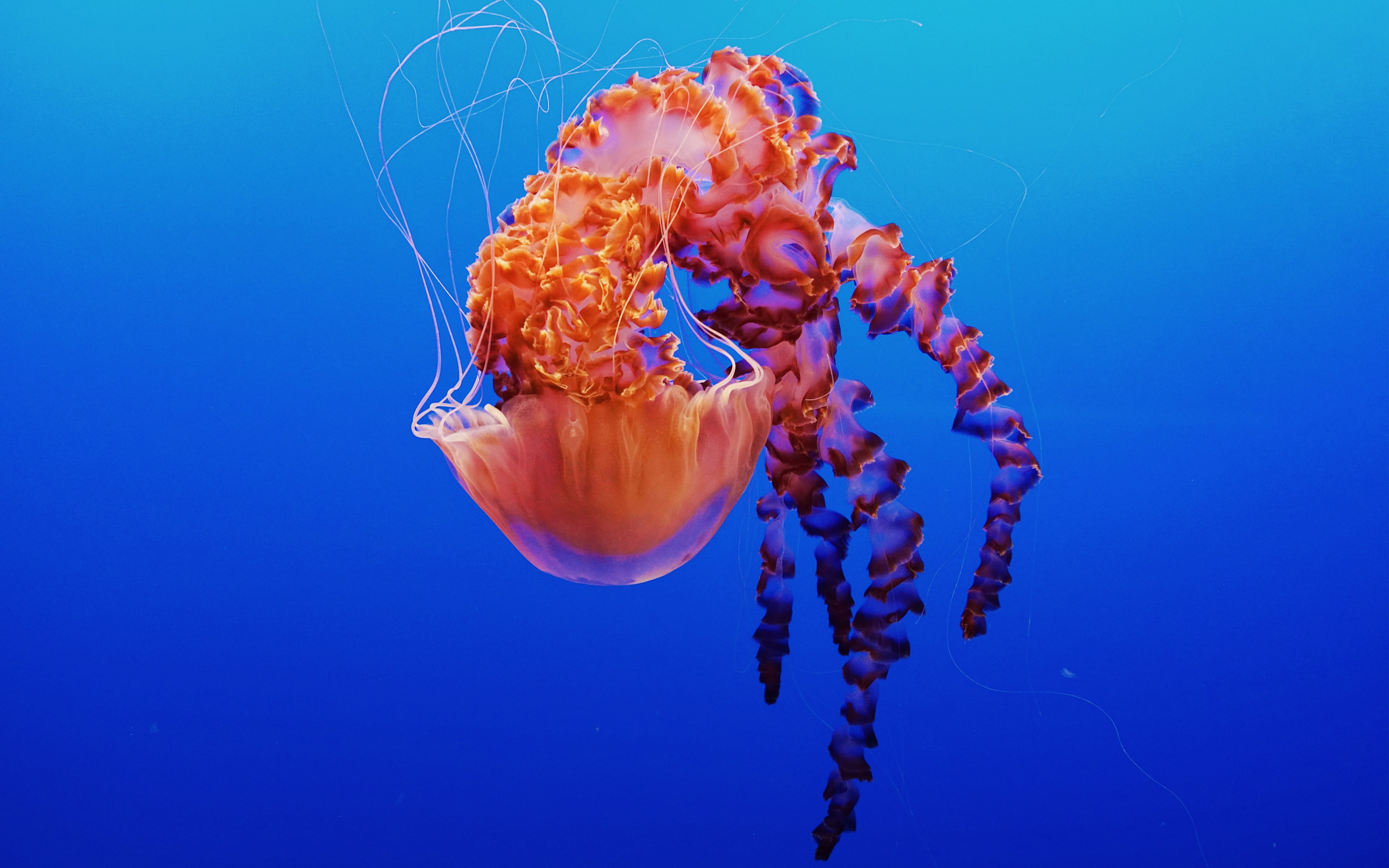 Jellyfish, Bay, k, 4K, Monterey, Aquarium, HD Wallpaper