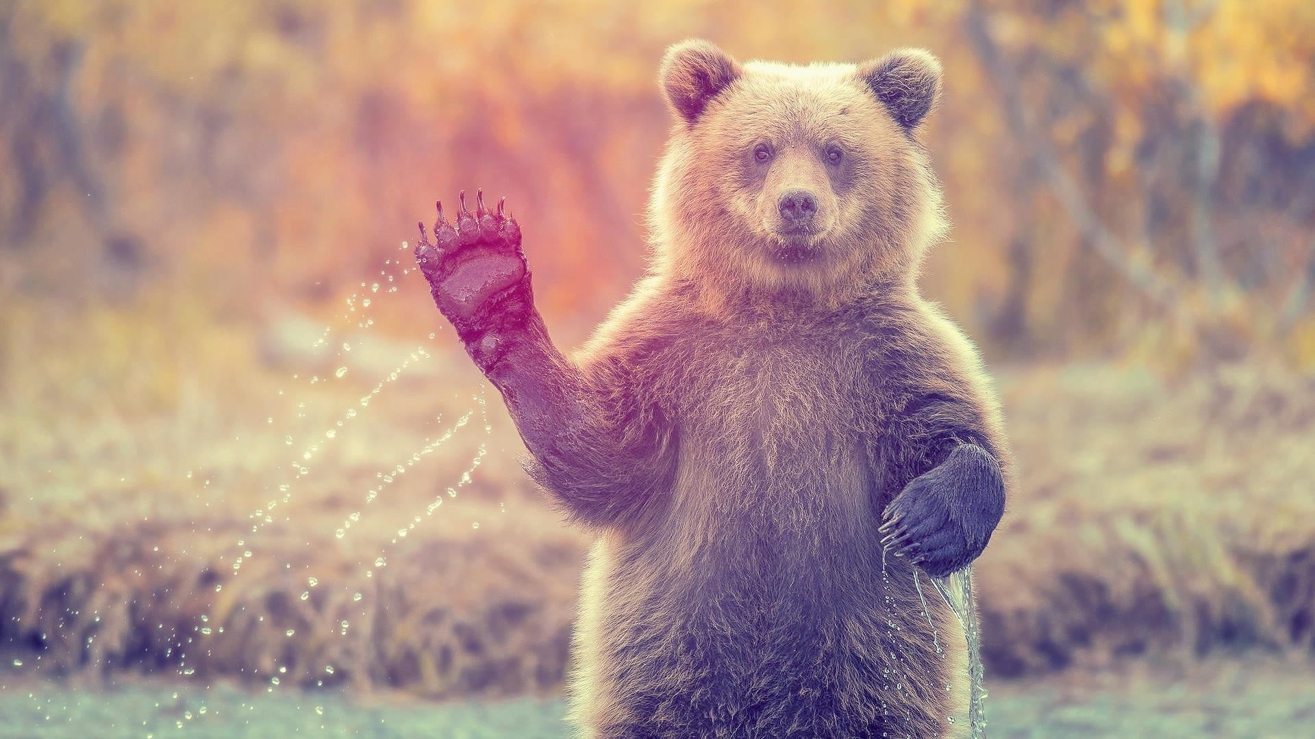 grizzly, cute, no people, one animal, 1080P, outdoors, nature, portrait, standing, day, looking at camera, animals in the wild, animal wildlife, brown, HD Wallpaper